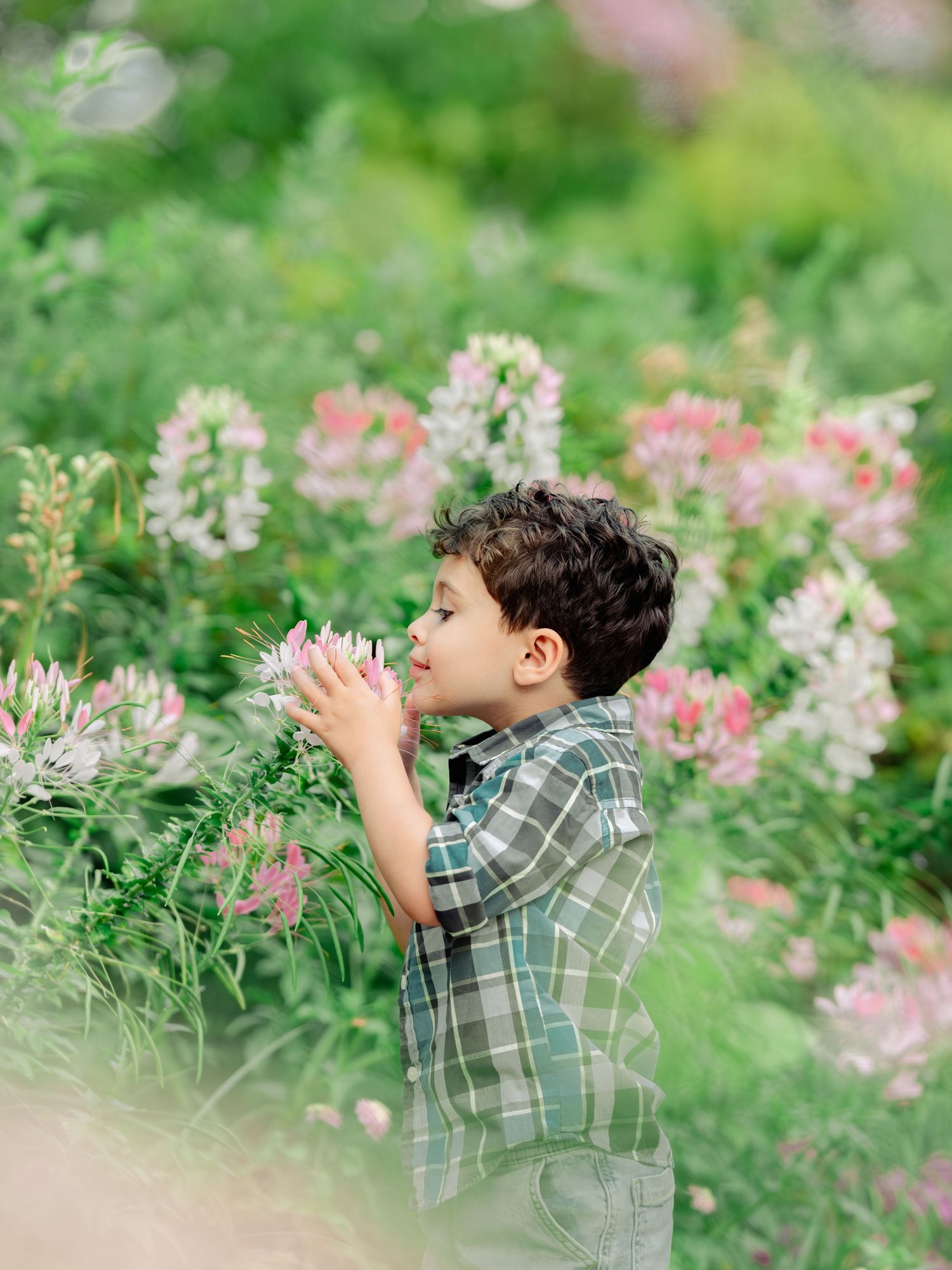A child in a plaid shirt crouches among pink cleome flowers blooming in a summer garden.