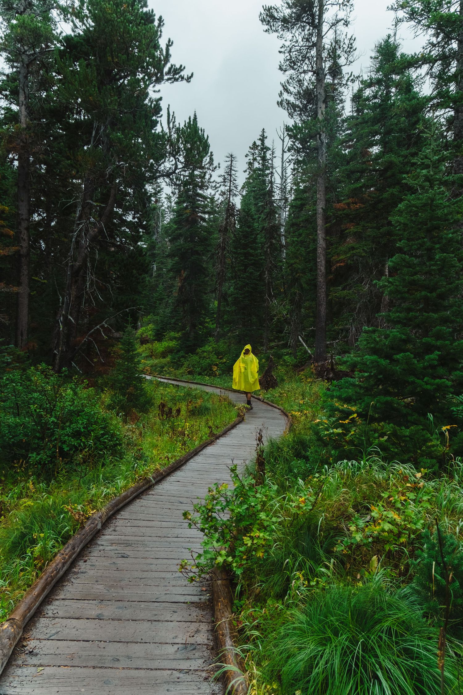 A curving wooden boardwalk trail winds through a lush evergreen forest with yellow wildflowers blooming along the path.