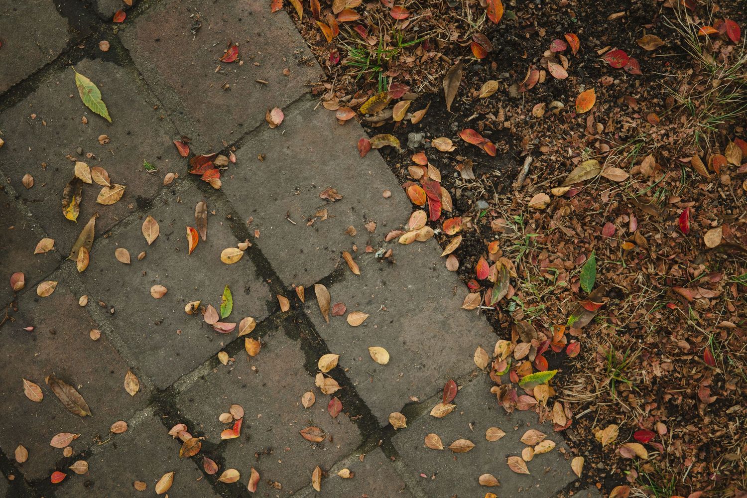 Autumn leaves scattered across cracked concrete sidewalk with green grass along the edge.
