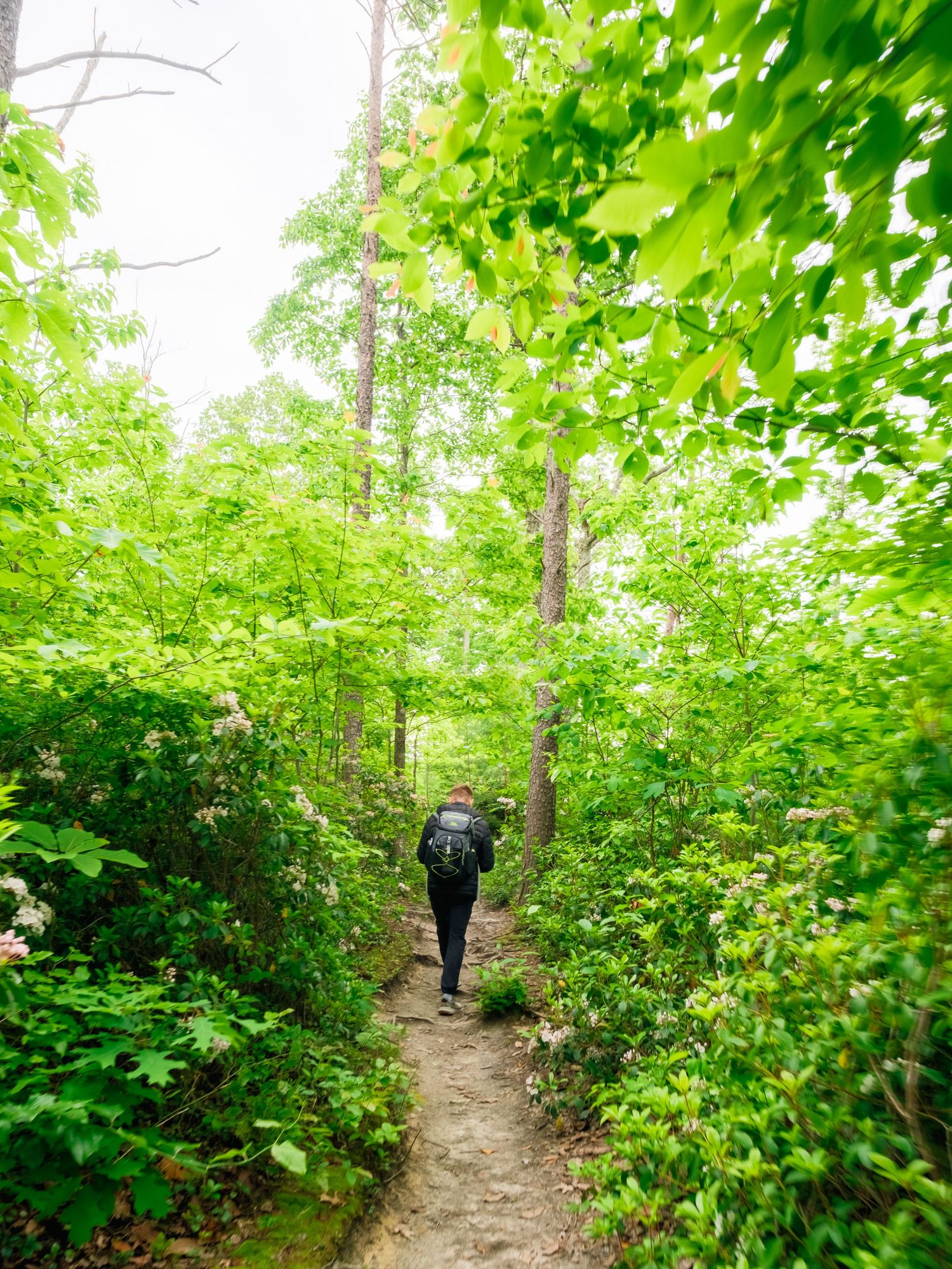 A narrow hiking trail winds through lush green foliage with a person in dark clothing walking along the forest path.