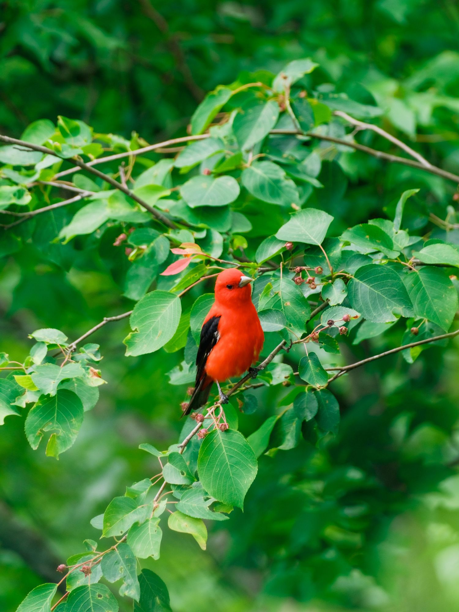 A vibrant scarlet cardinal perches on a thin branch surrounded by lush green leaves in a garden setting.