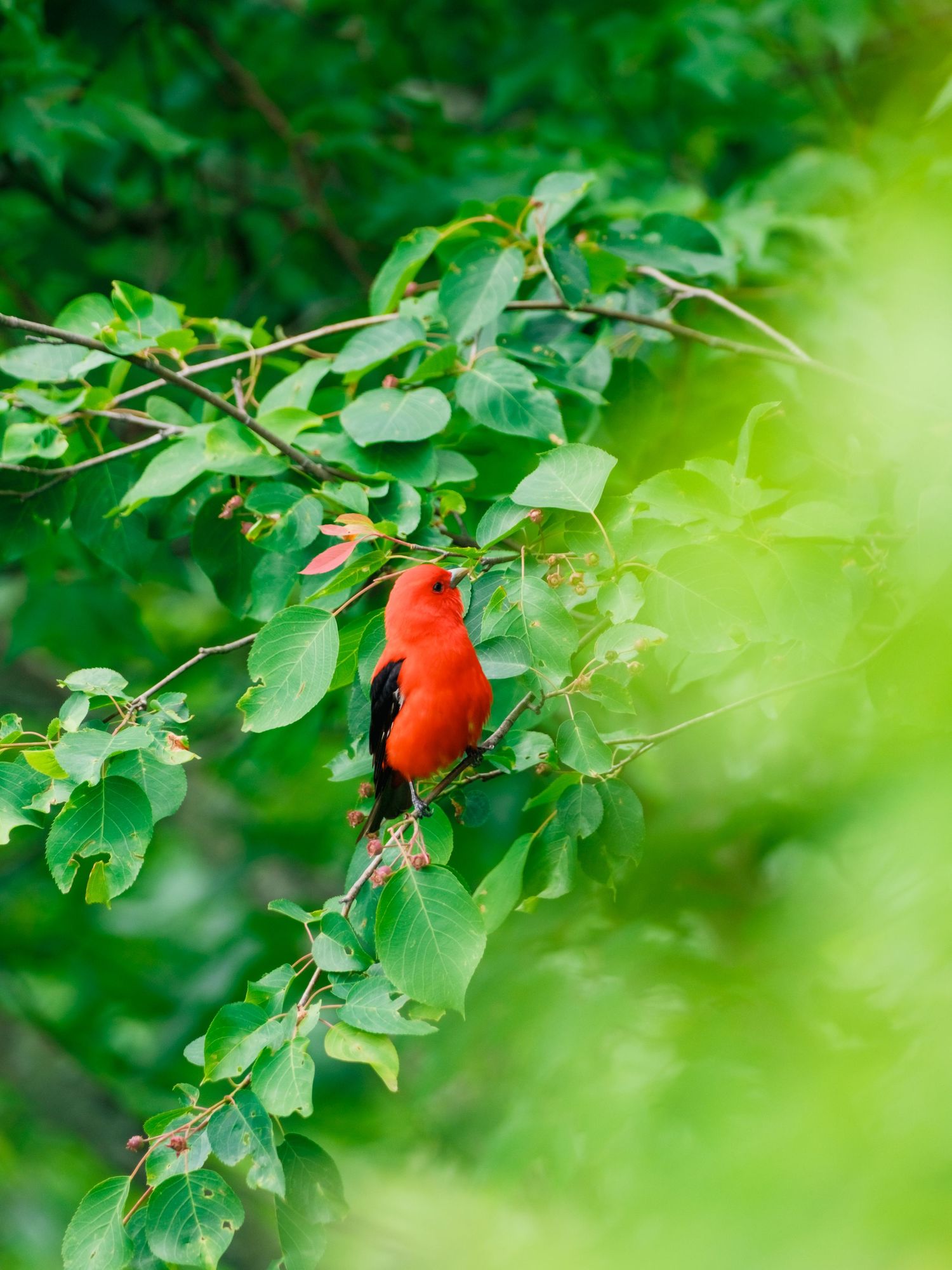 A vibrant male Northern Cardinal perches on a leafy green branch in soft natural light.