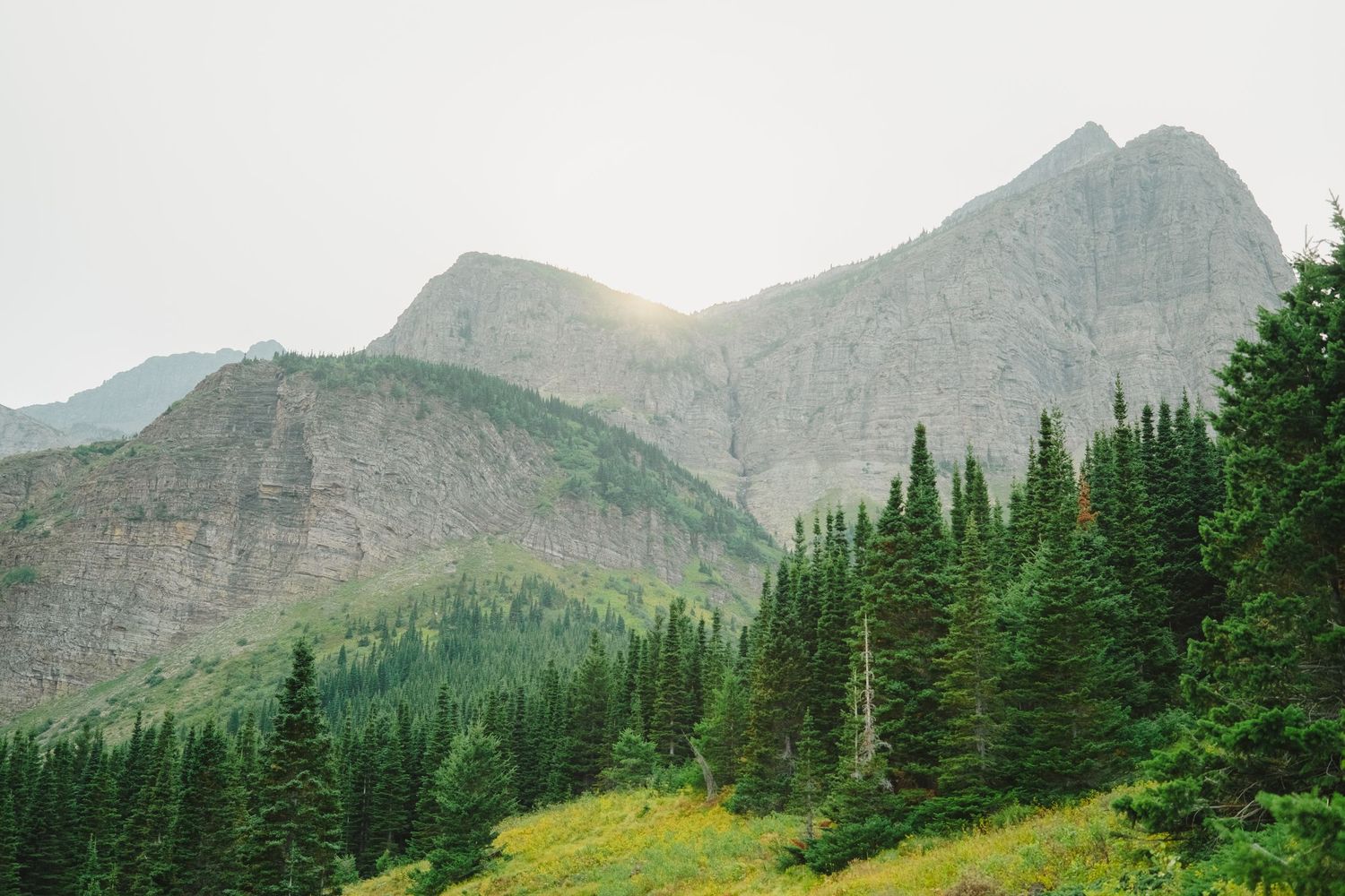 A panoramic mountain vista with evergreen trees and rugged peaks stretching across the horizon in foggy conditions.