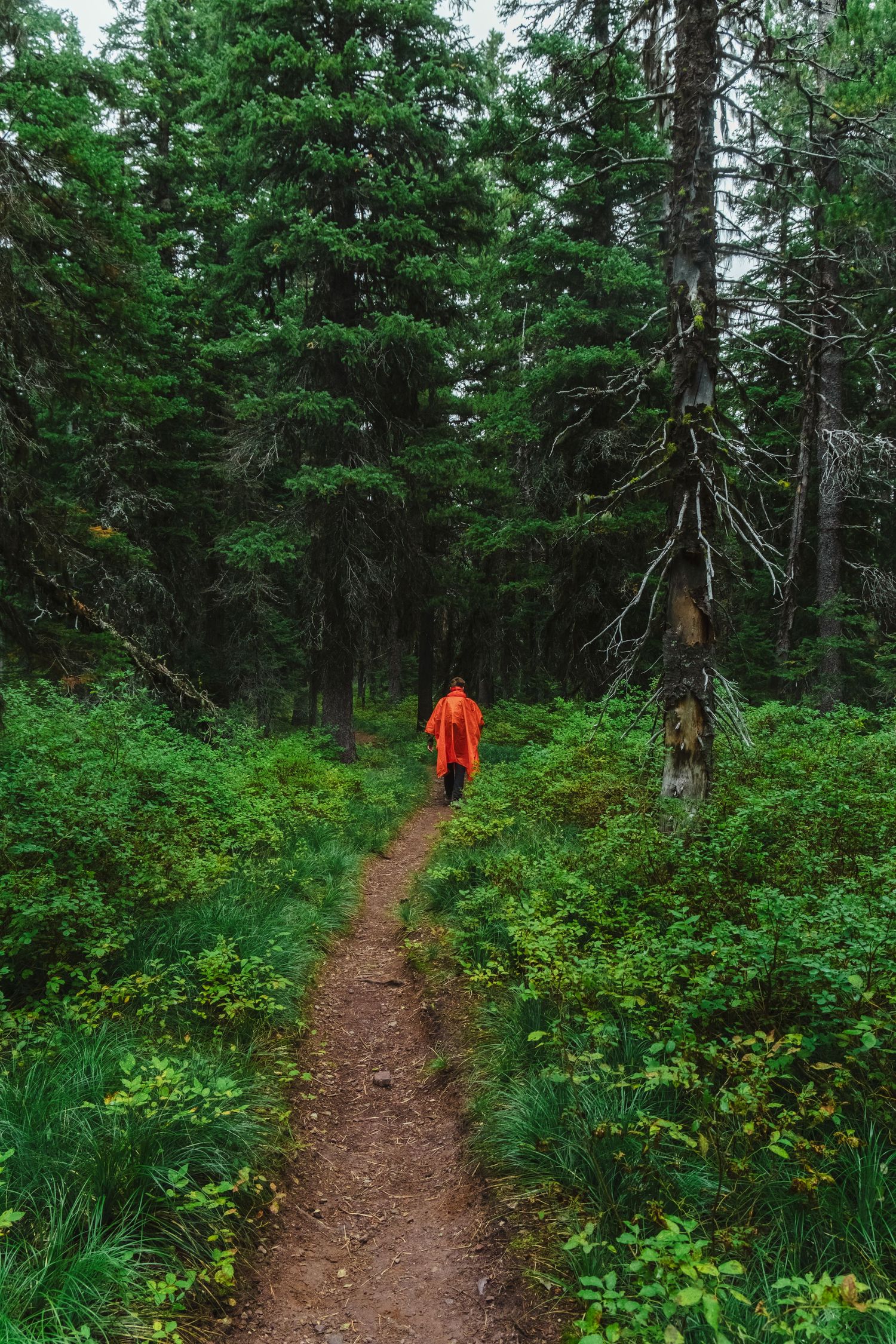 A winding dirt trail through lush green forest with hikers in orange jackets visible in the distance.