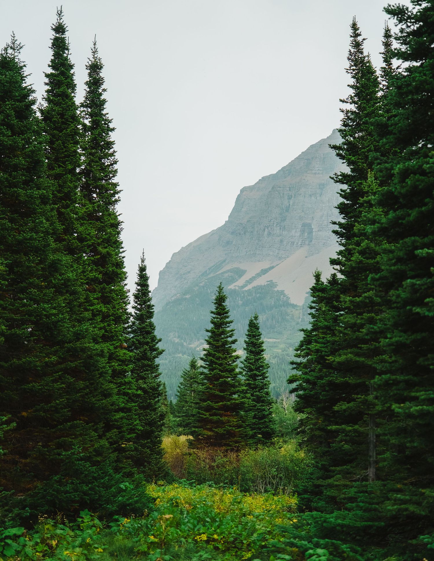 Evergreen trees line a mountainous landscape with yellow wildflowers blooming in the foreground.