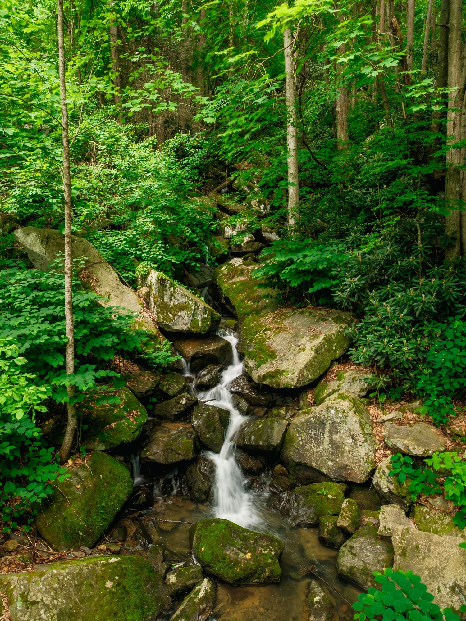 A peaceful forest stream cascades over moss-covered rocks with a small waterfall surrounded by lush green foliage.