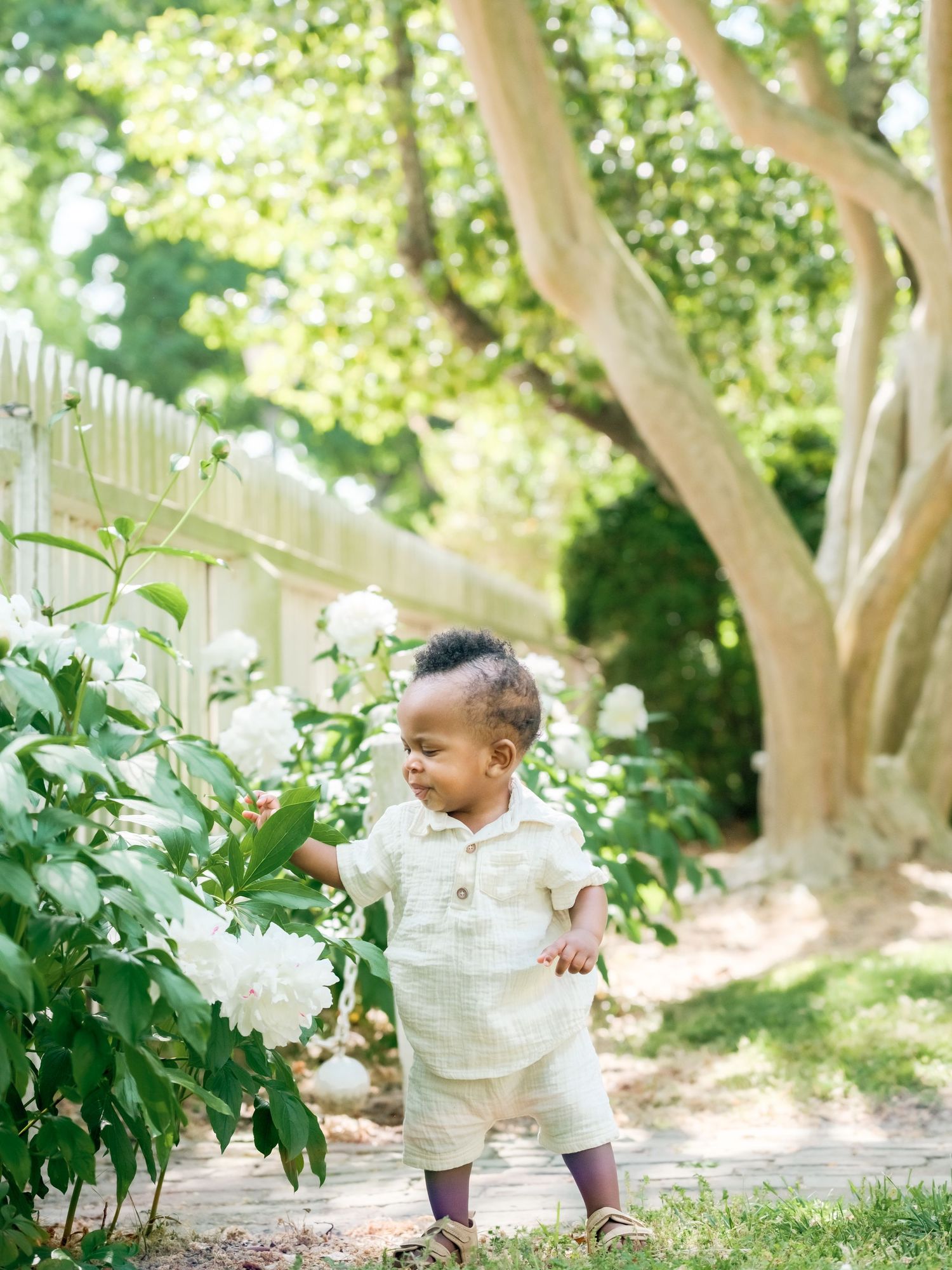A toddler in a light colored outfit reaches out toward blooming white hydrangea bushes in a sunlit garden path.