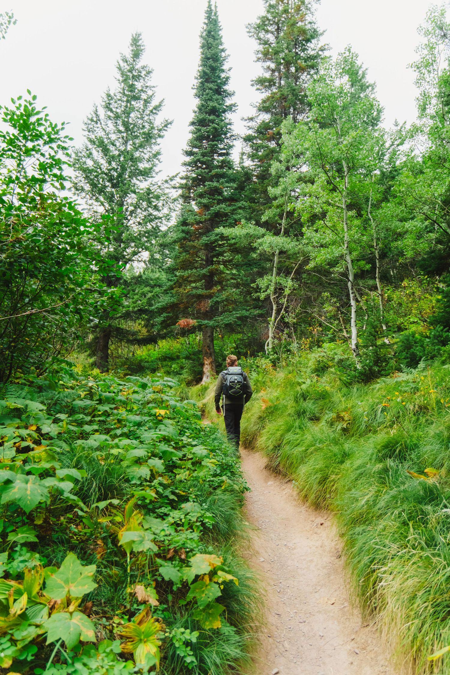Winding dirt trail through lush green forest with hikers on a wooded path surrounded by tall evergreen trees and ferns.