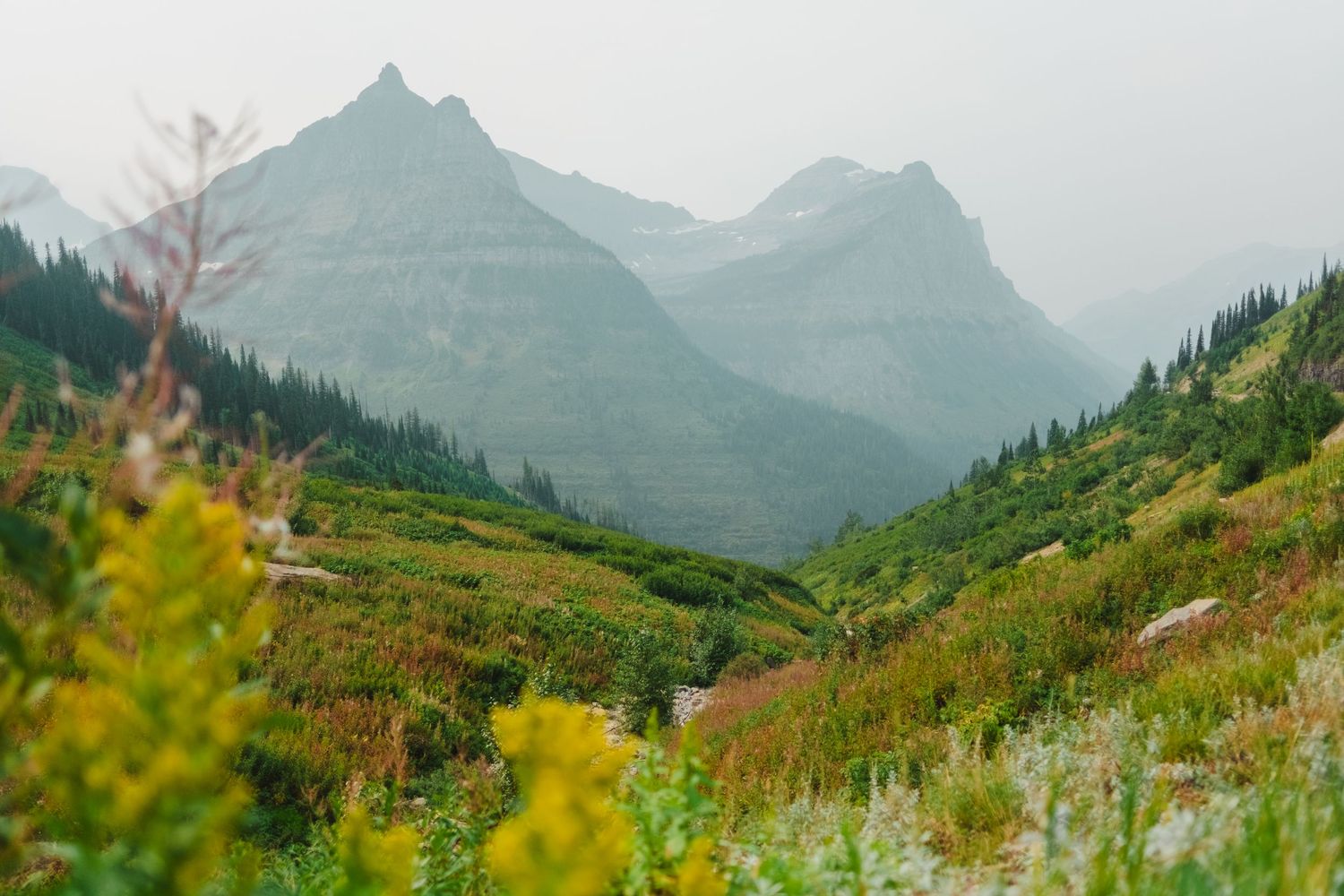 Misty mountain peaks rise above green alpine meadows with wildflowers dotting the summer landscape in Glacier National Park.