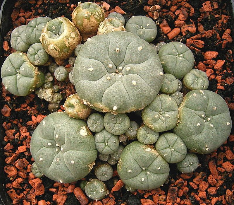 Peyote - still frame from The Project.