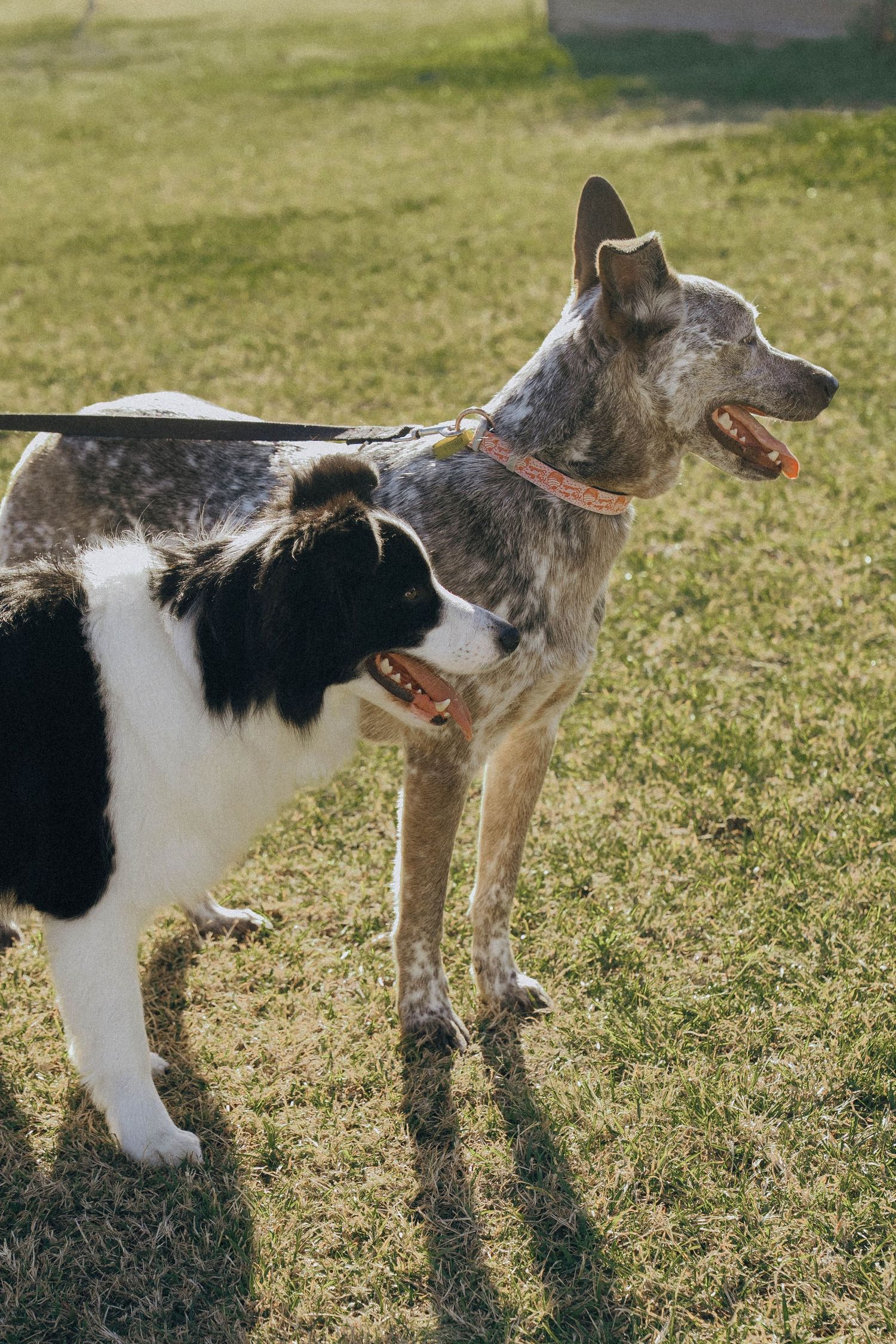 Two dogs playing together on a grassy lawn, one black and white and one gray, captured in a sequence of action shots.