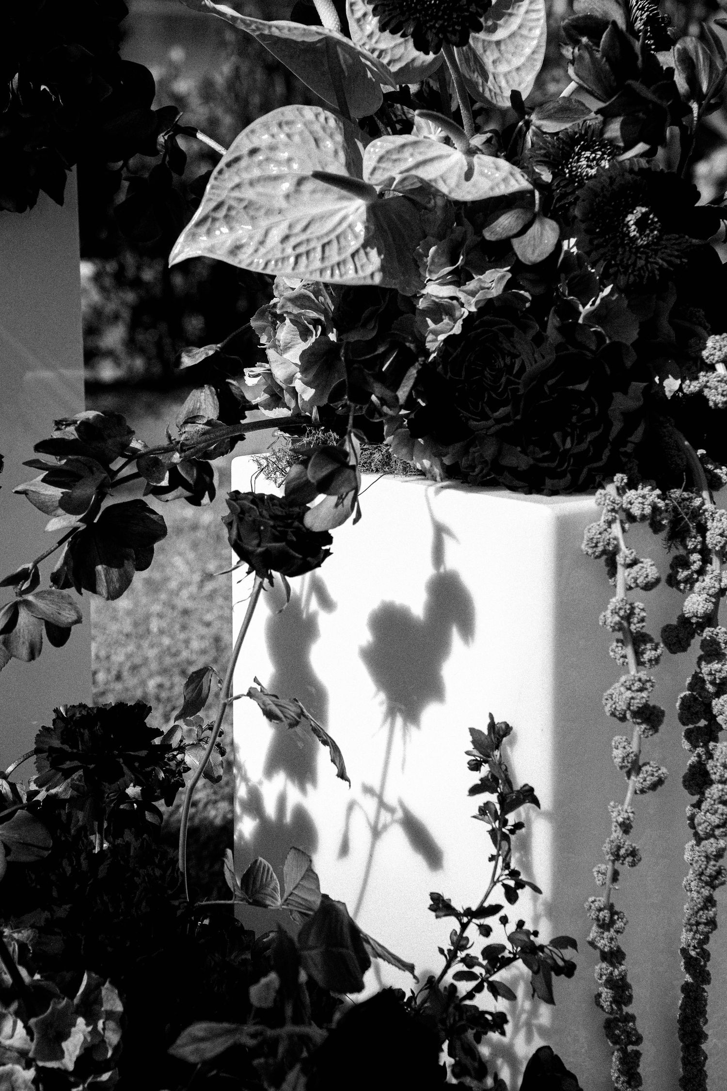 Black and white photograph showing delicate shadows of leaves and vines cast on a white wall in dramatic lighting.