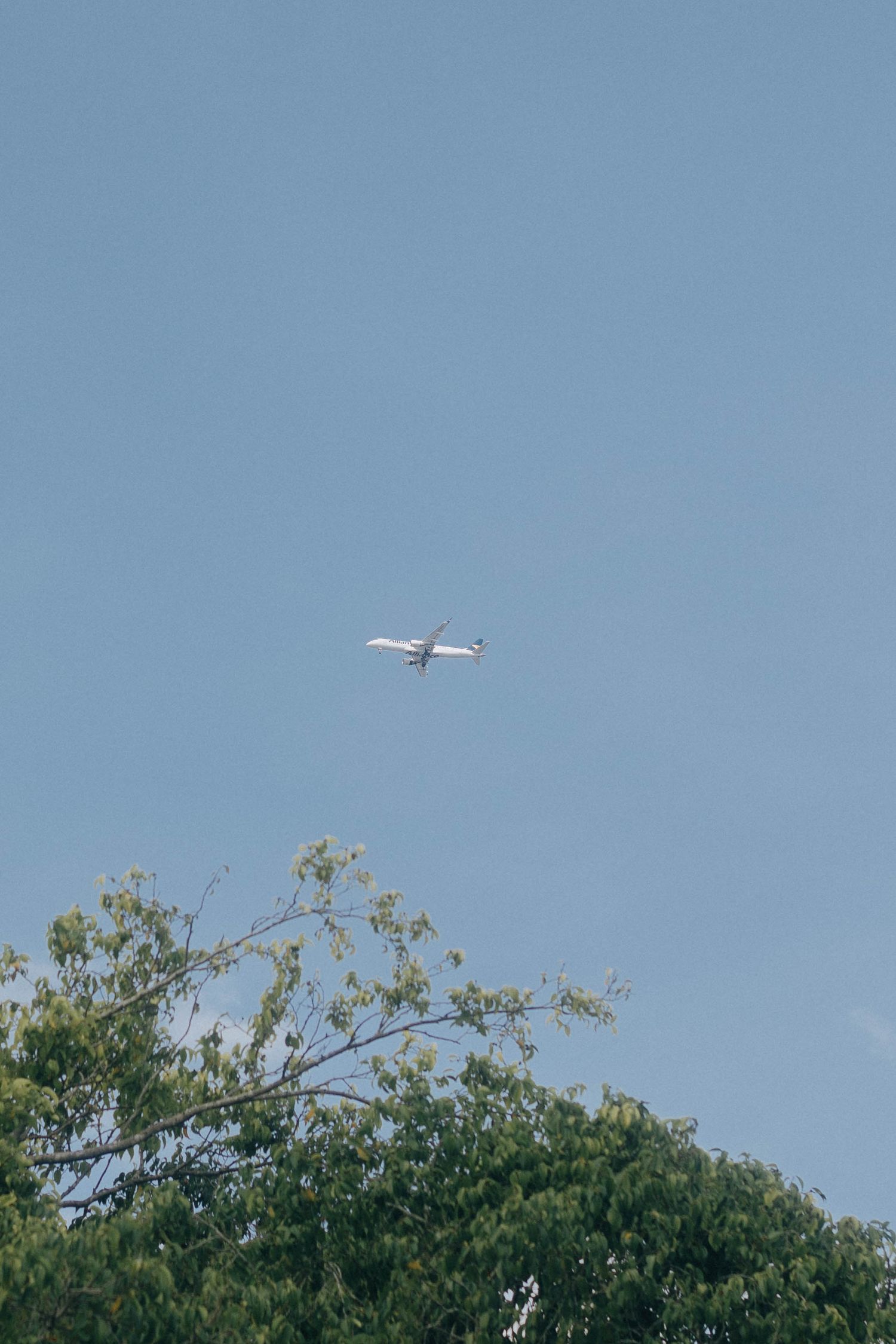 A small airplane flies over green treetops against a clear blue sky on a sunny day.