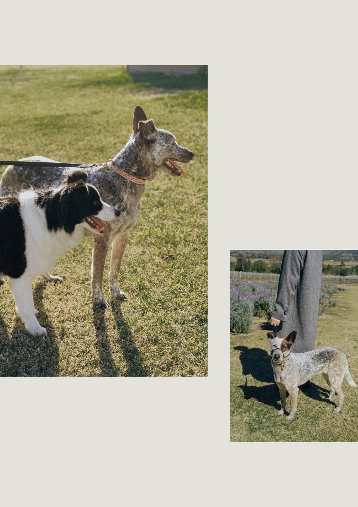 Two dogs standing together outdoors on grass, one black and white spotted and one gray with pointed ears.