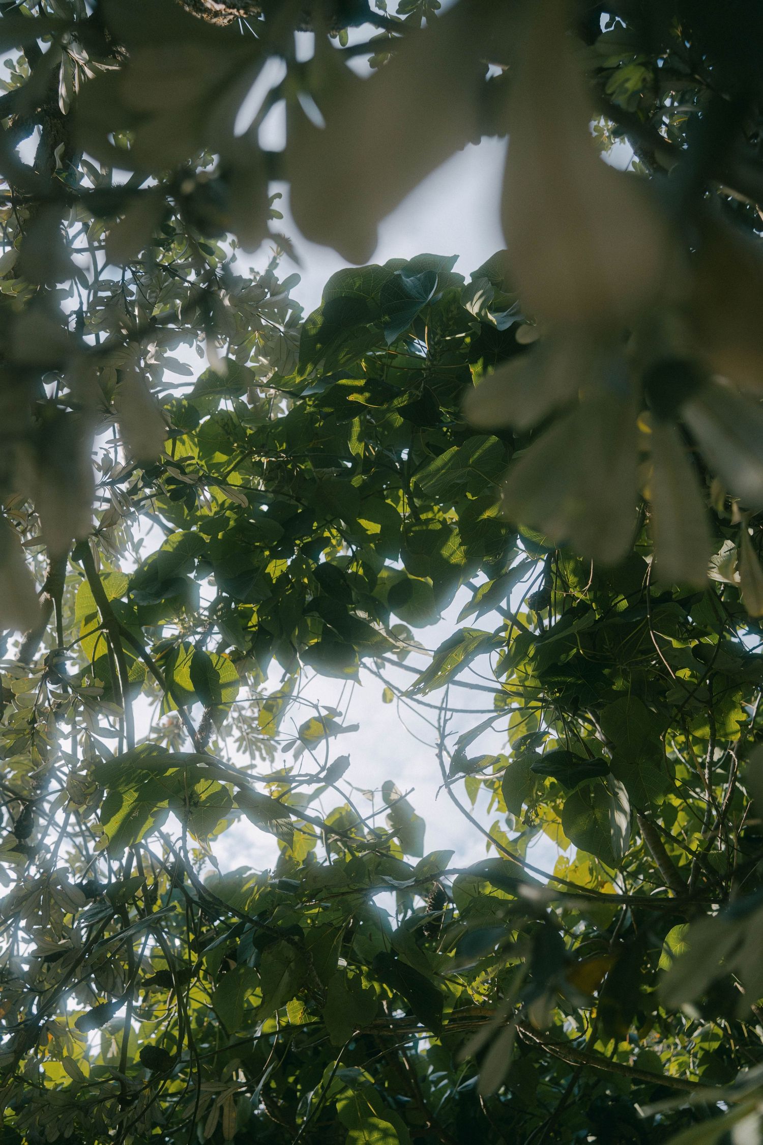 Looking up through green tree canopy with sunlight filtering through leaves creating a natural backlit pattern.