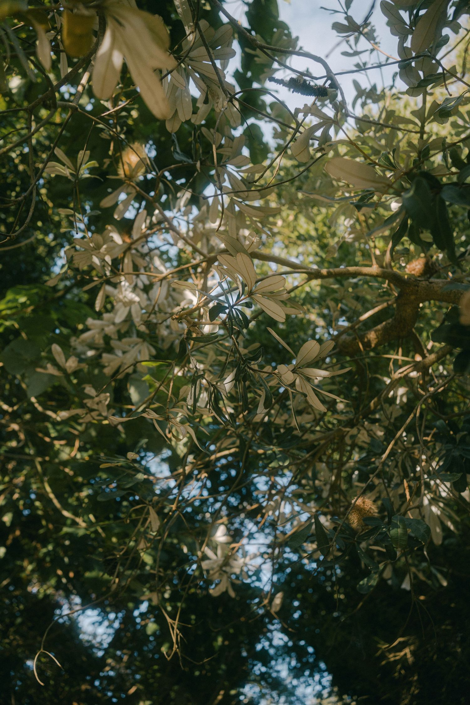 Looking up through green foliage and branches at dappled sunlight filtering through the leaves.