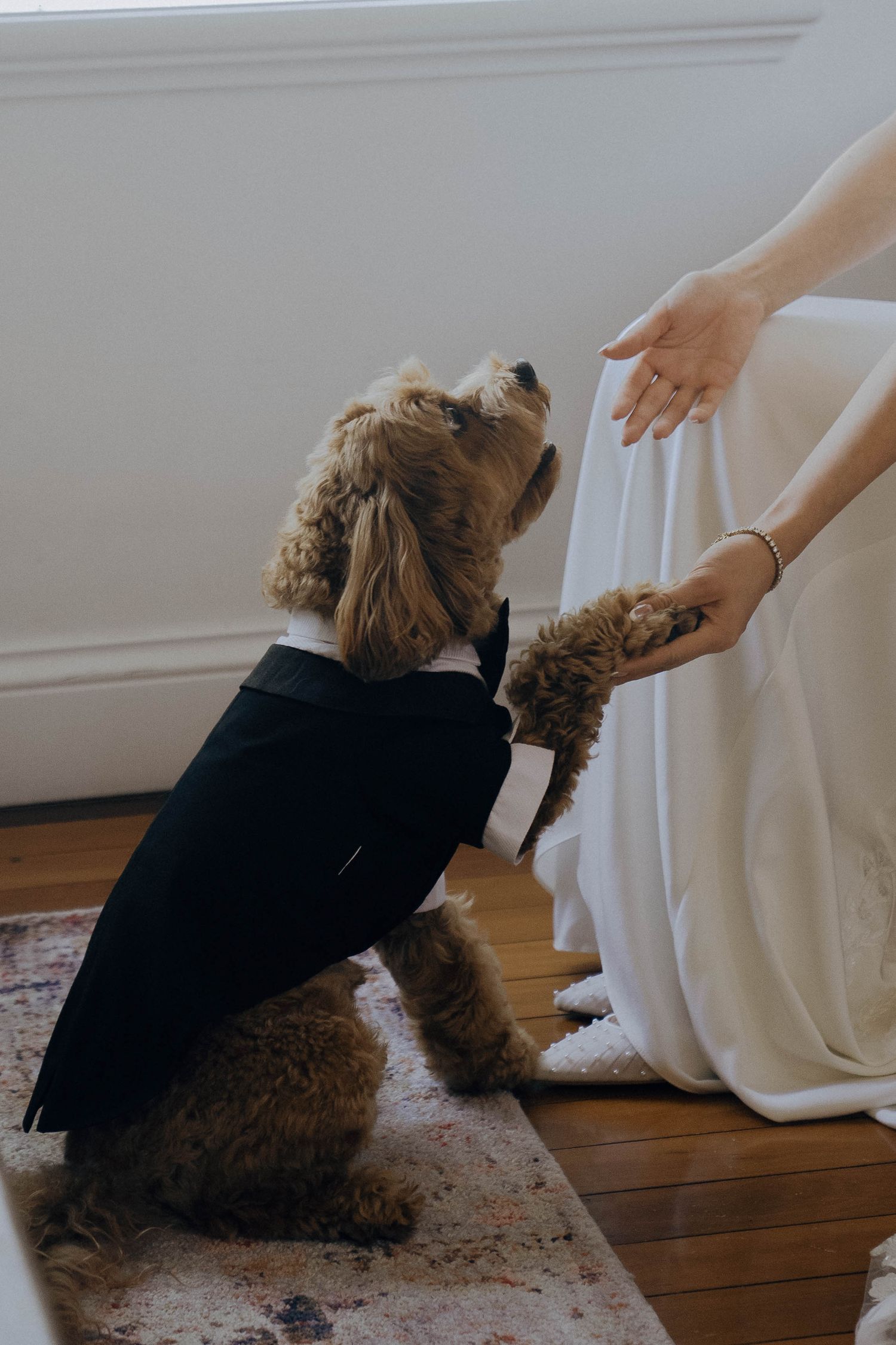 A dog wearing a black tuxedo jacket reaches up towards someone's hands holding a white dress on hardwood floors.