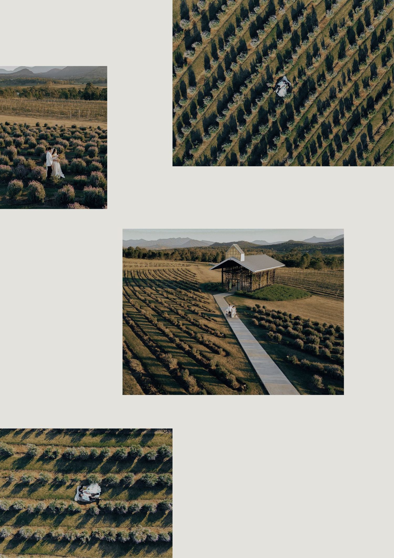 Aerial view of a lavender farm with neat rows and a small wooden building nestled in the countryside.