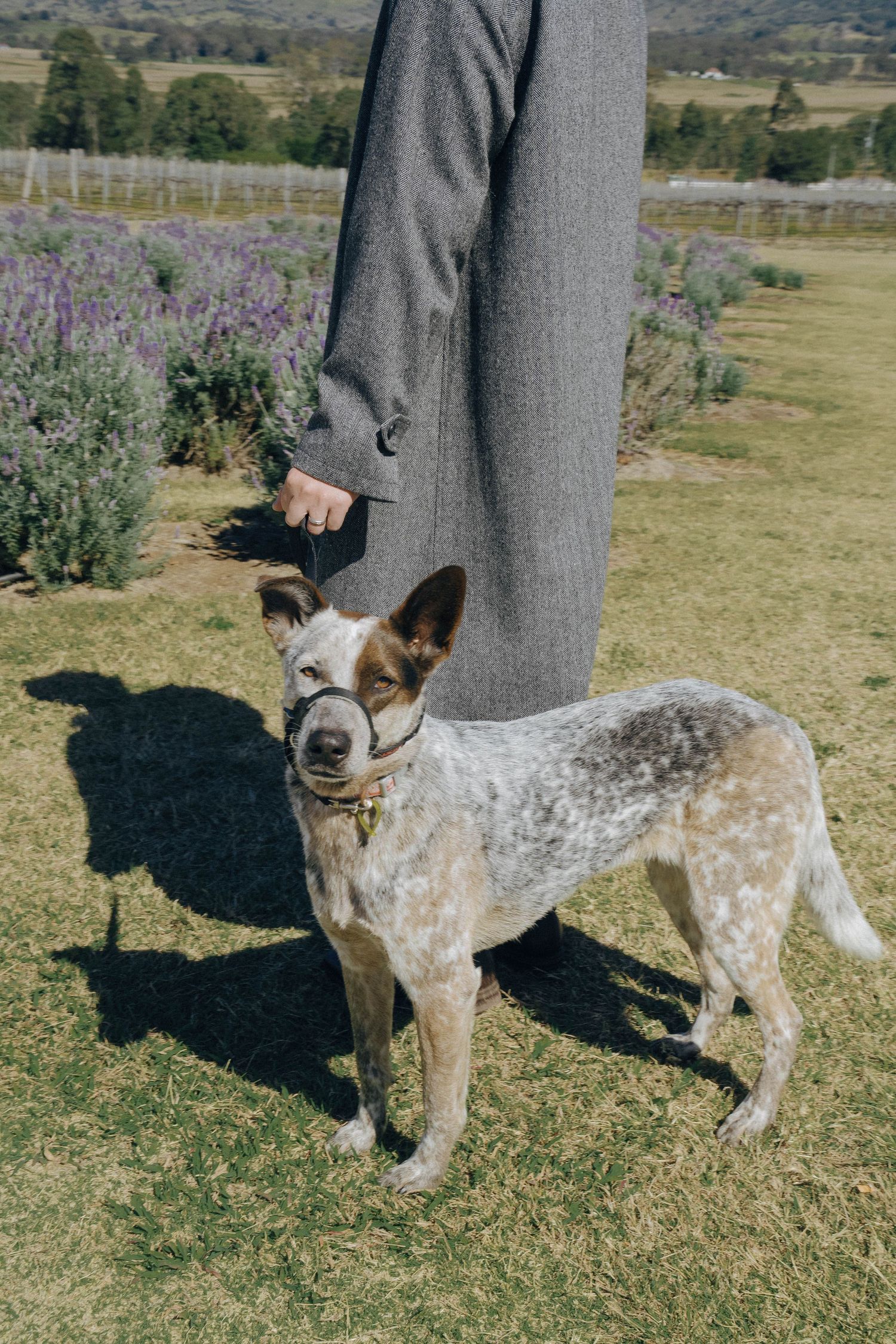 An Australian Cattle Dog with brown and white spotted coat stands next to someone wearing gray pants in a grassy field.