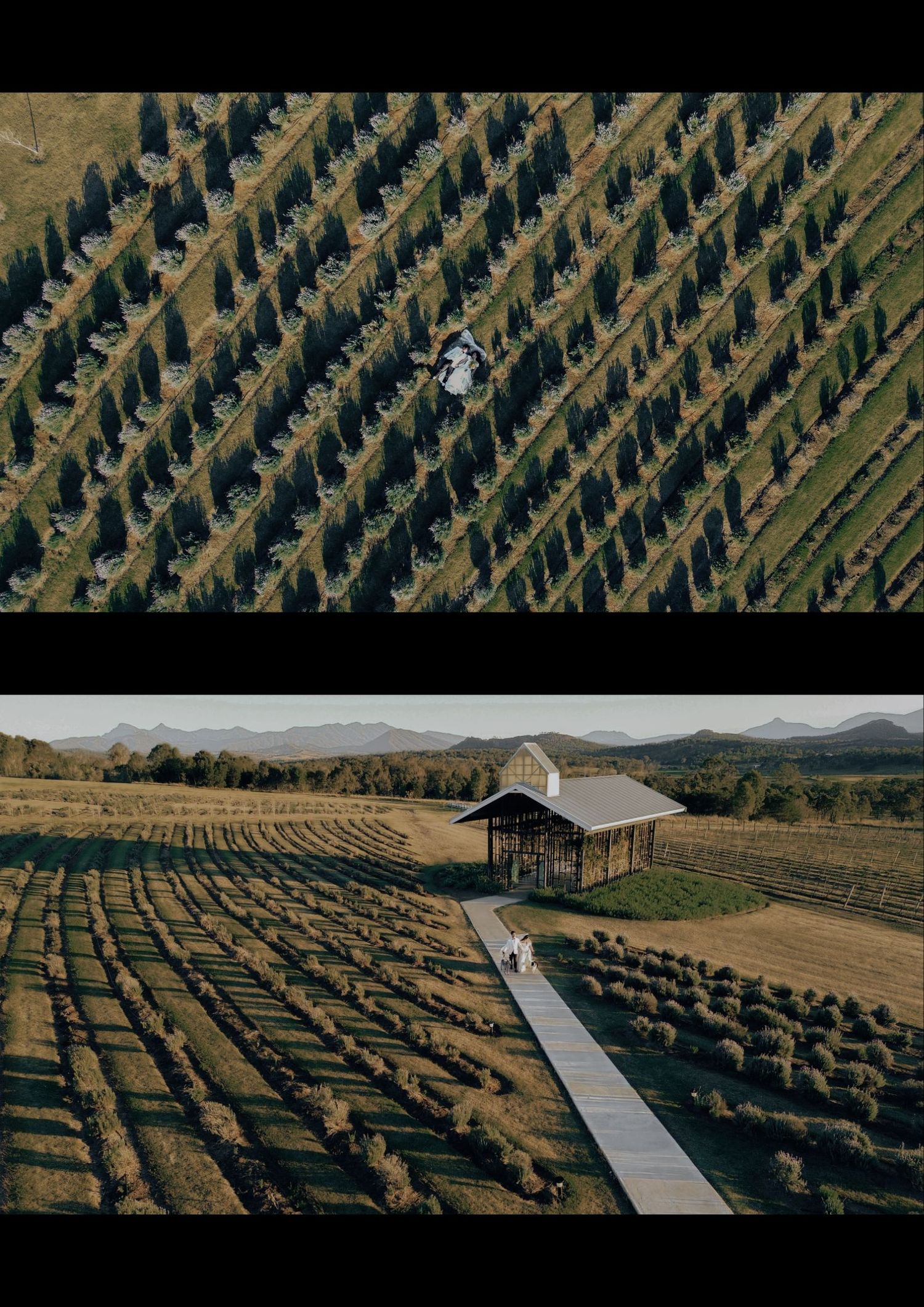 Aerial view of a vineyard with rows of grapevines leading to a modern wedding venue building.