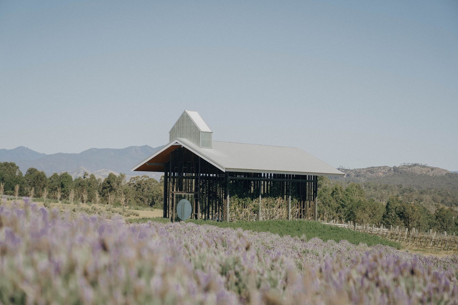 Scenic panorama of a rustic barn structure nestled among blooming lavender fields with mountains in the background.