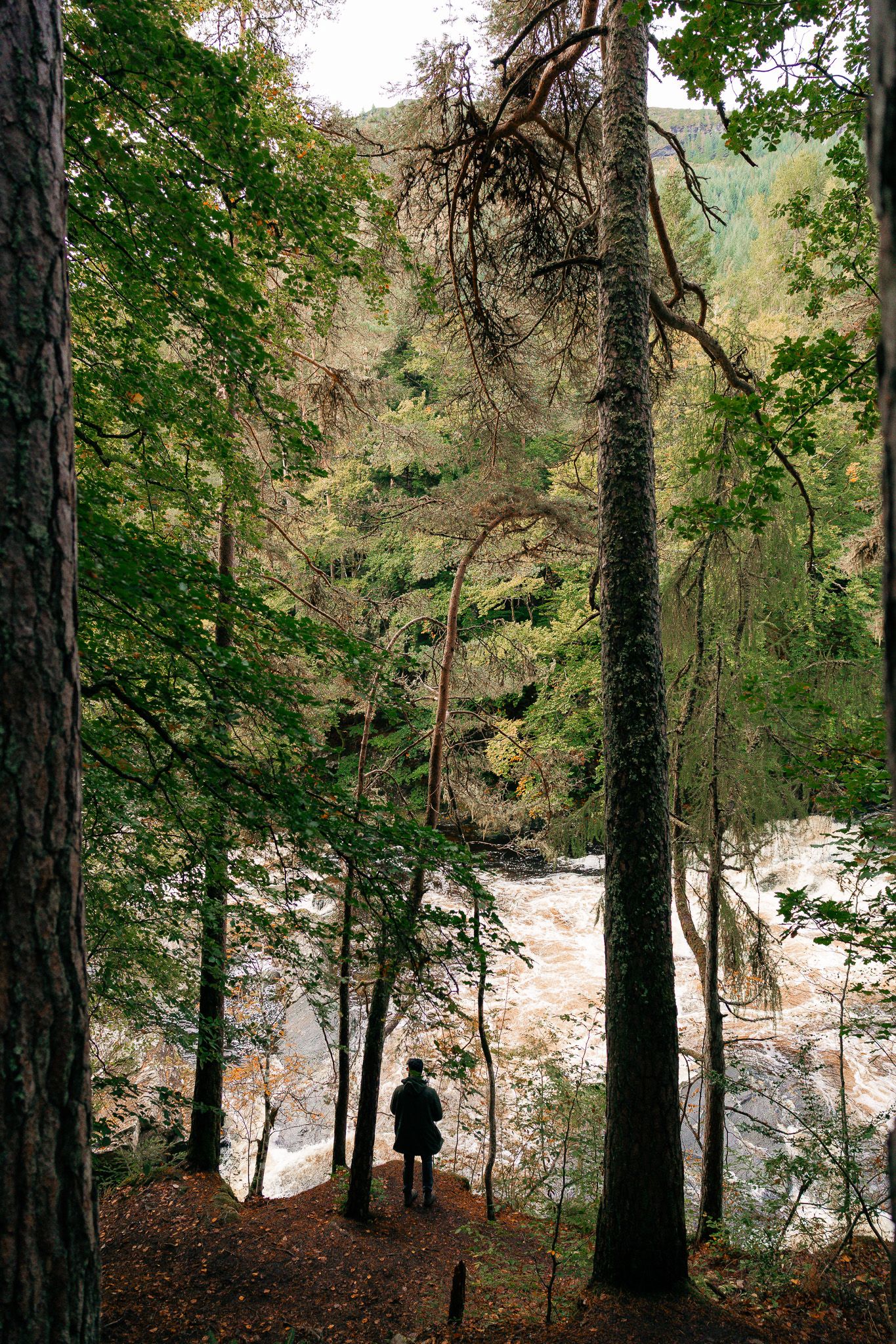 Man walking in the forest near Invermoriston Falls, Scotland.
