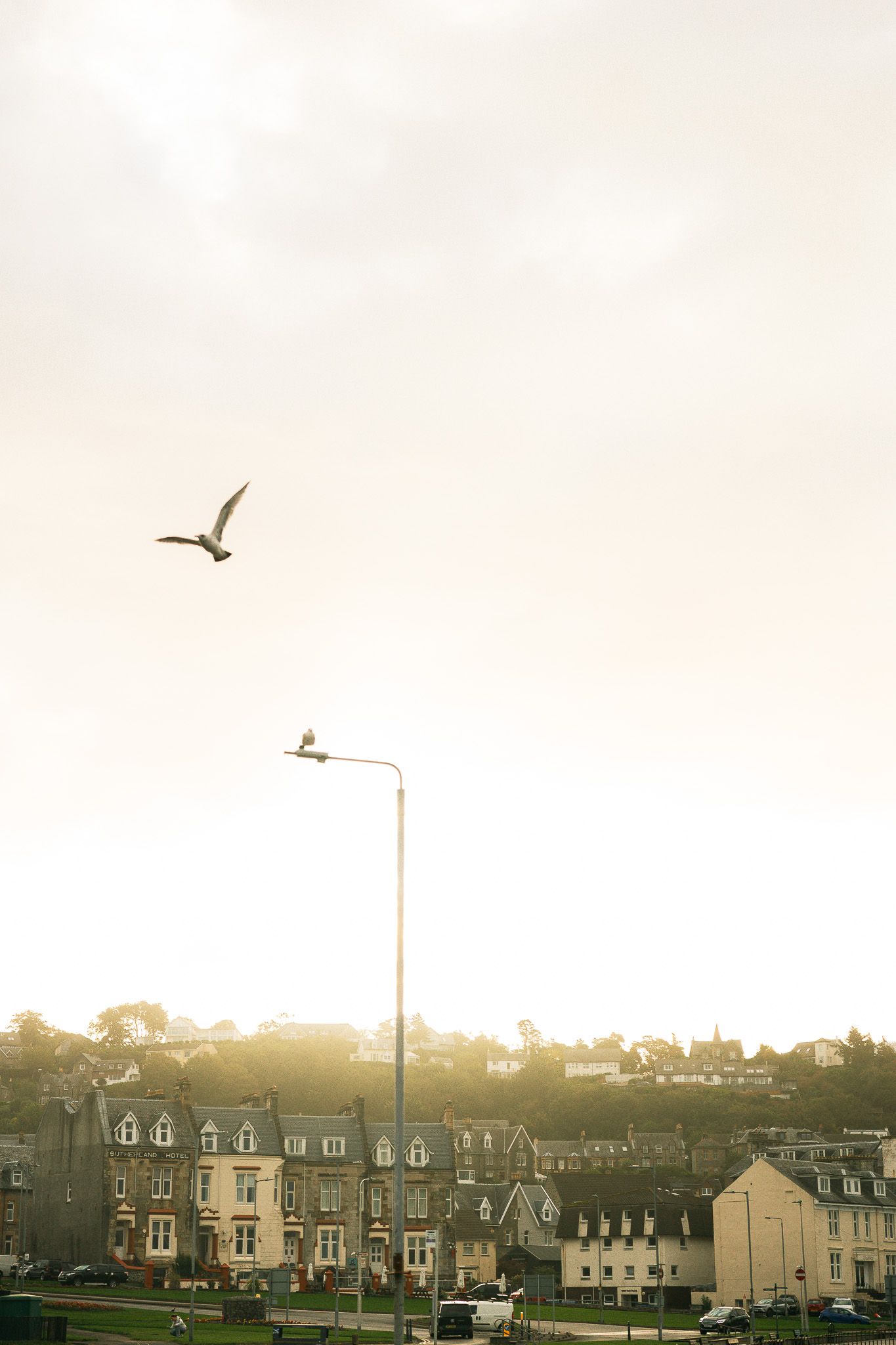 Bird flying at sunrise in Oban, Scotland.