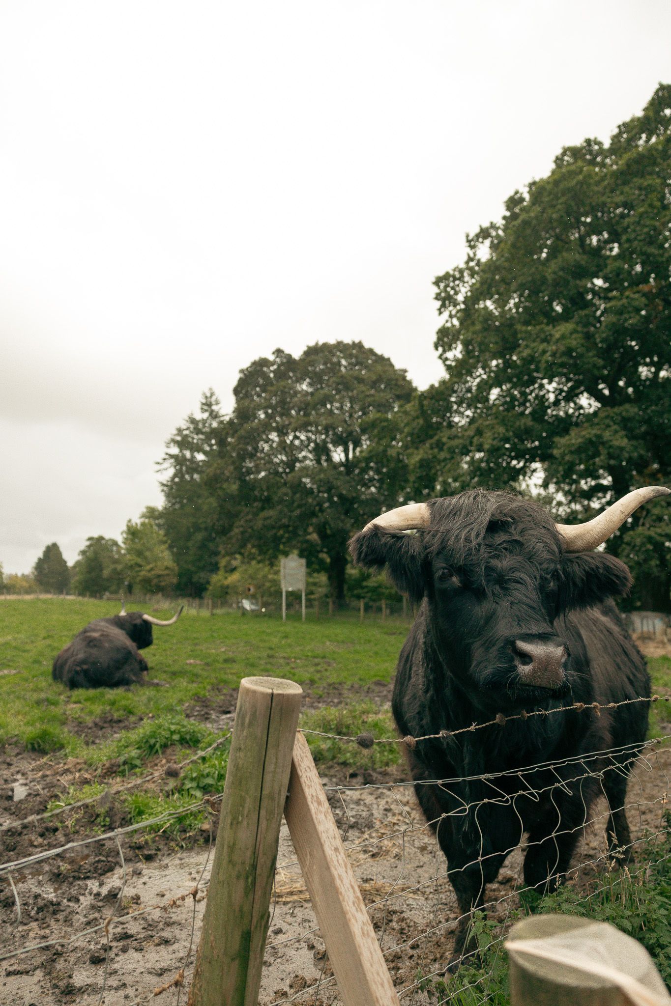 Highland cows at Kilmahog Woollen Mill. Hairy coos in Scotland