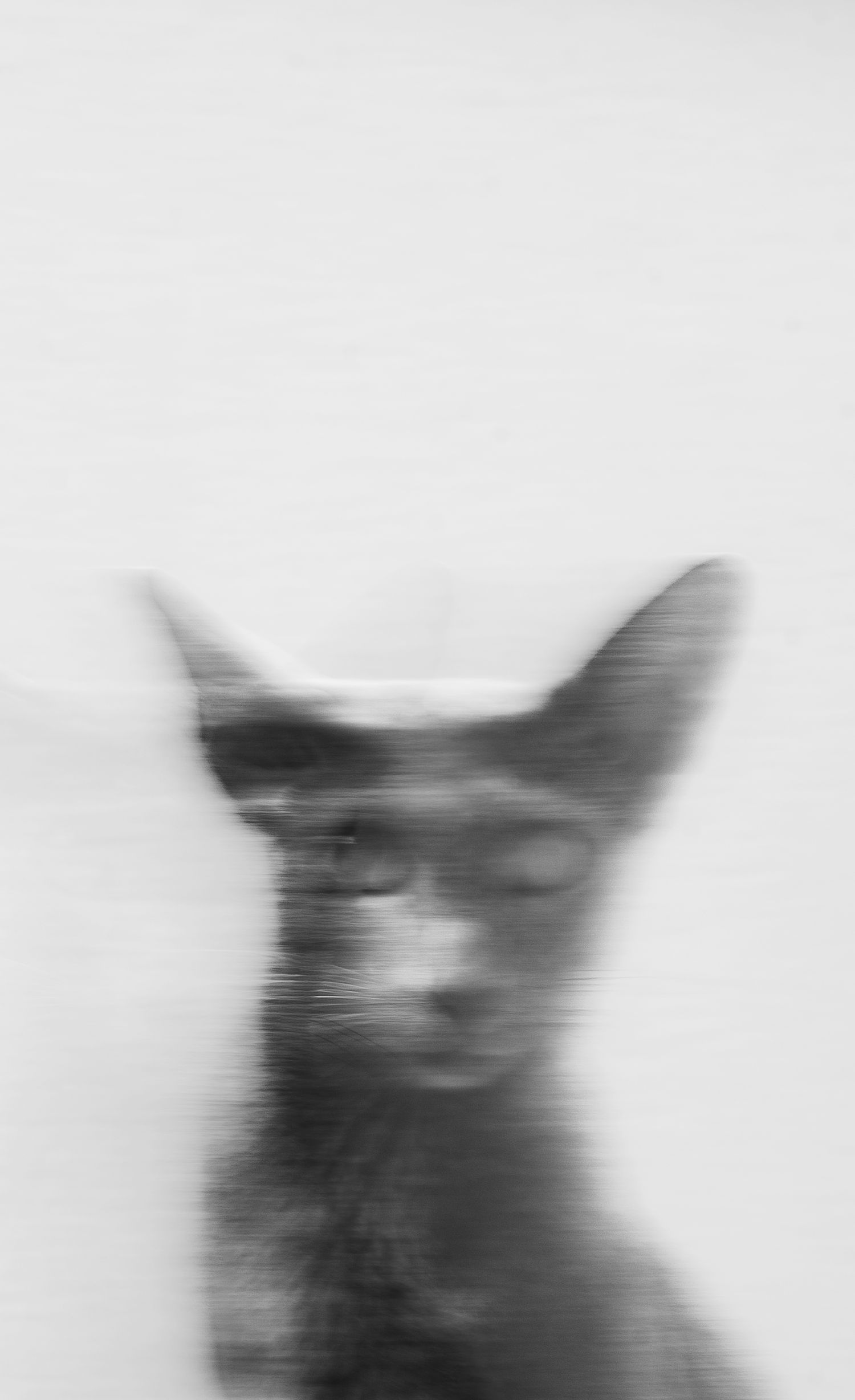 Un chat de la race oriental