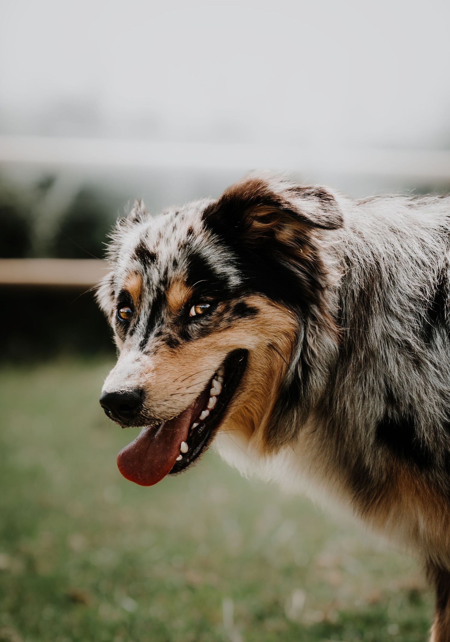 Chien photographié en extérieur