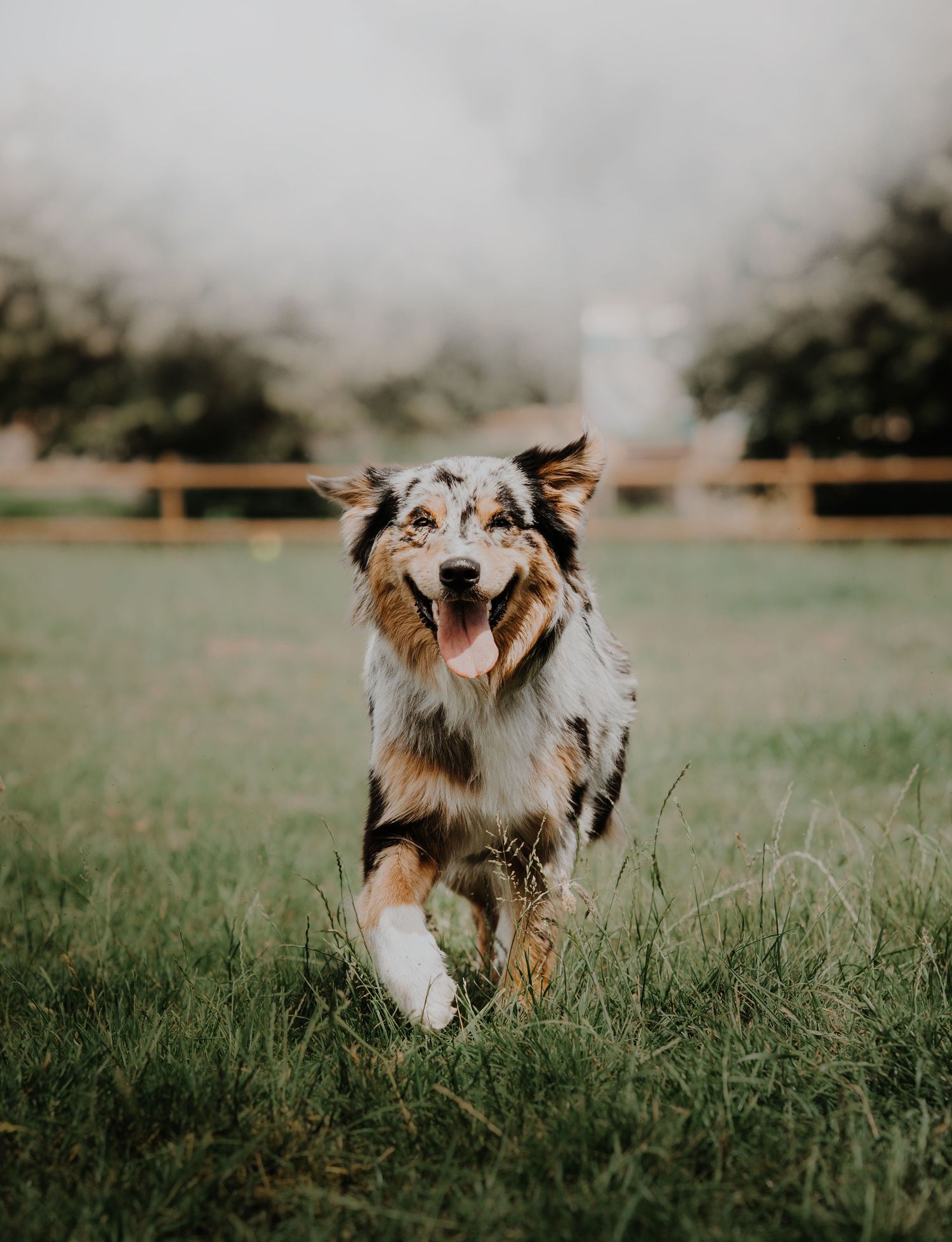 Chien photographié en extérieur