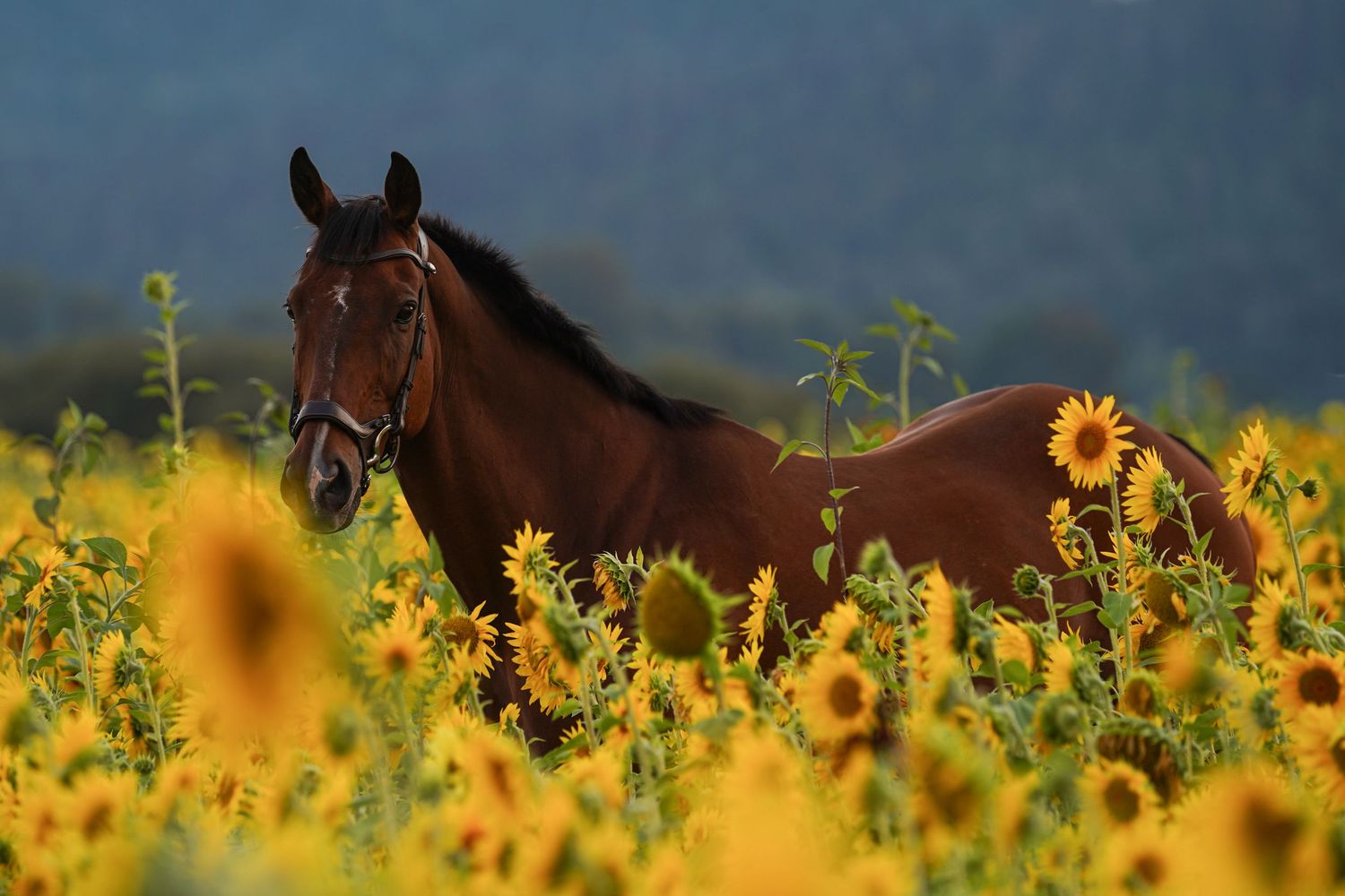 Brown horse in sunflowers