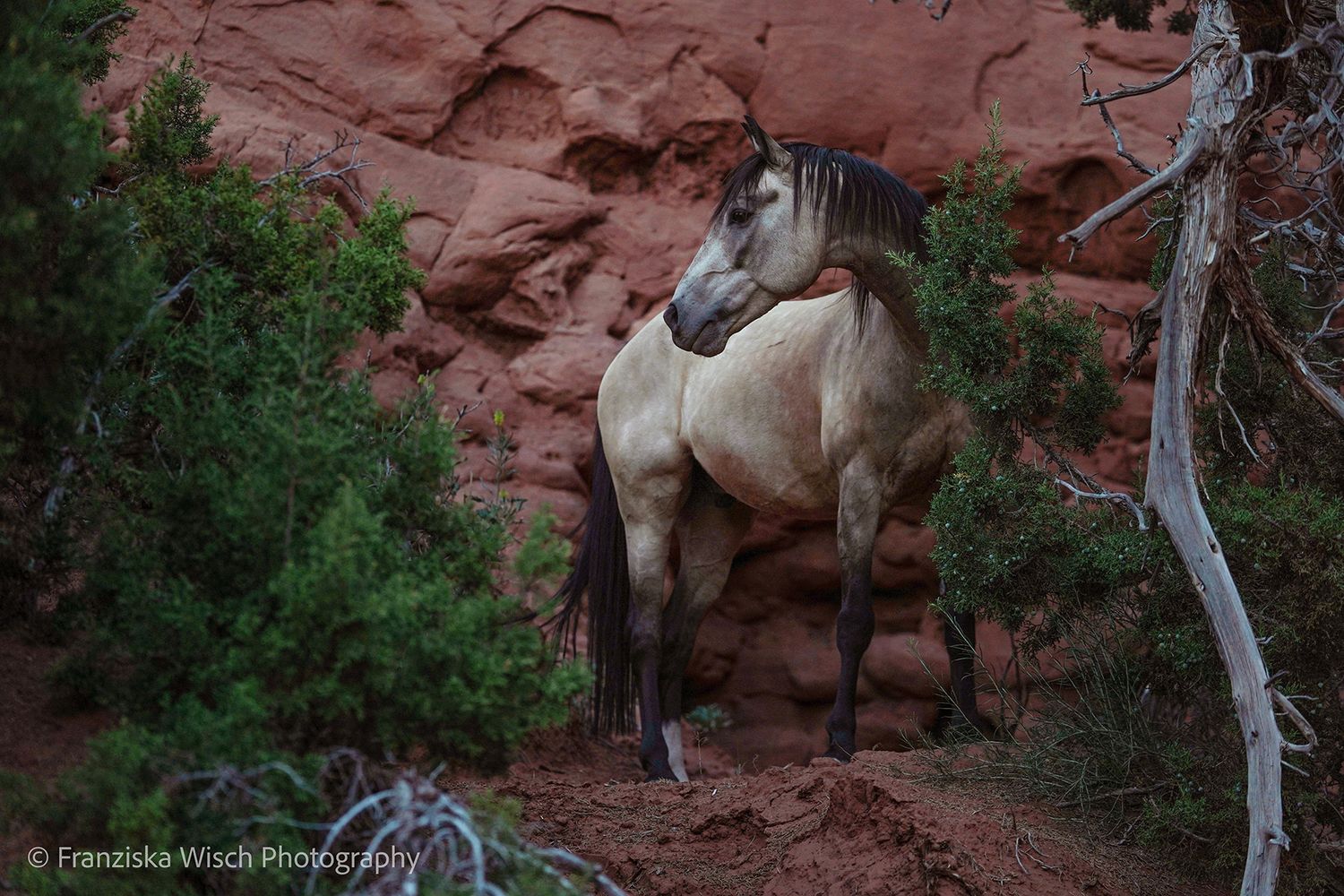 Wild Mustang