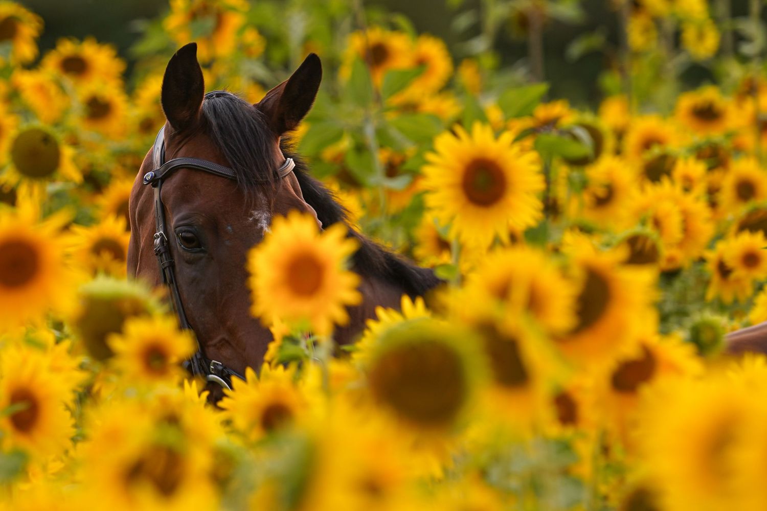 Horse in sunflowers