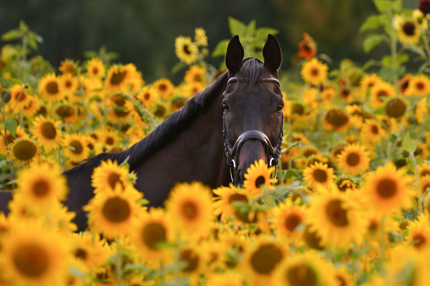 Horse in sunflowers