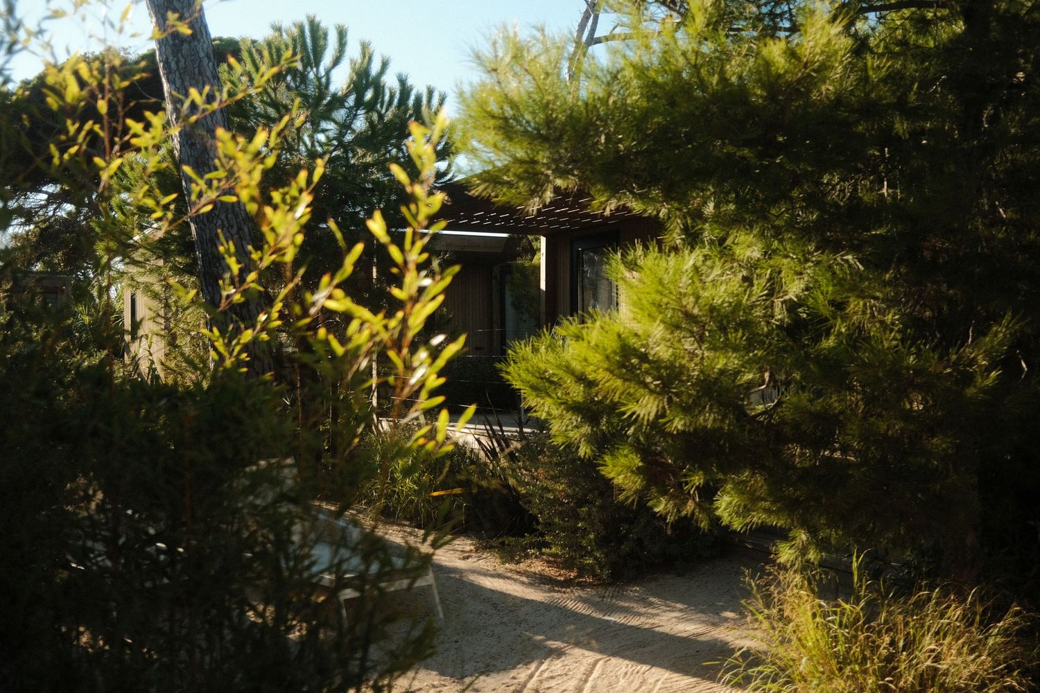 Scenic pathway through coastal vegetation with palm trees and greenery.