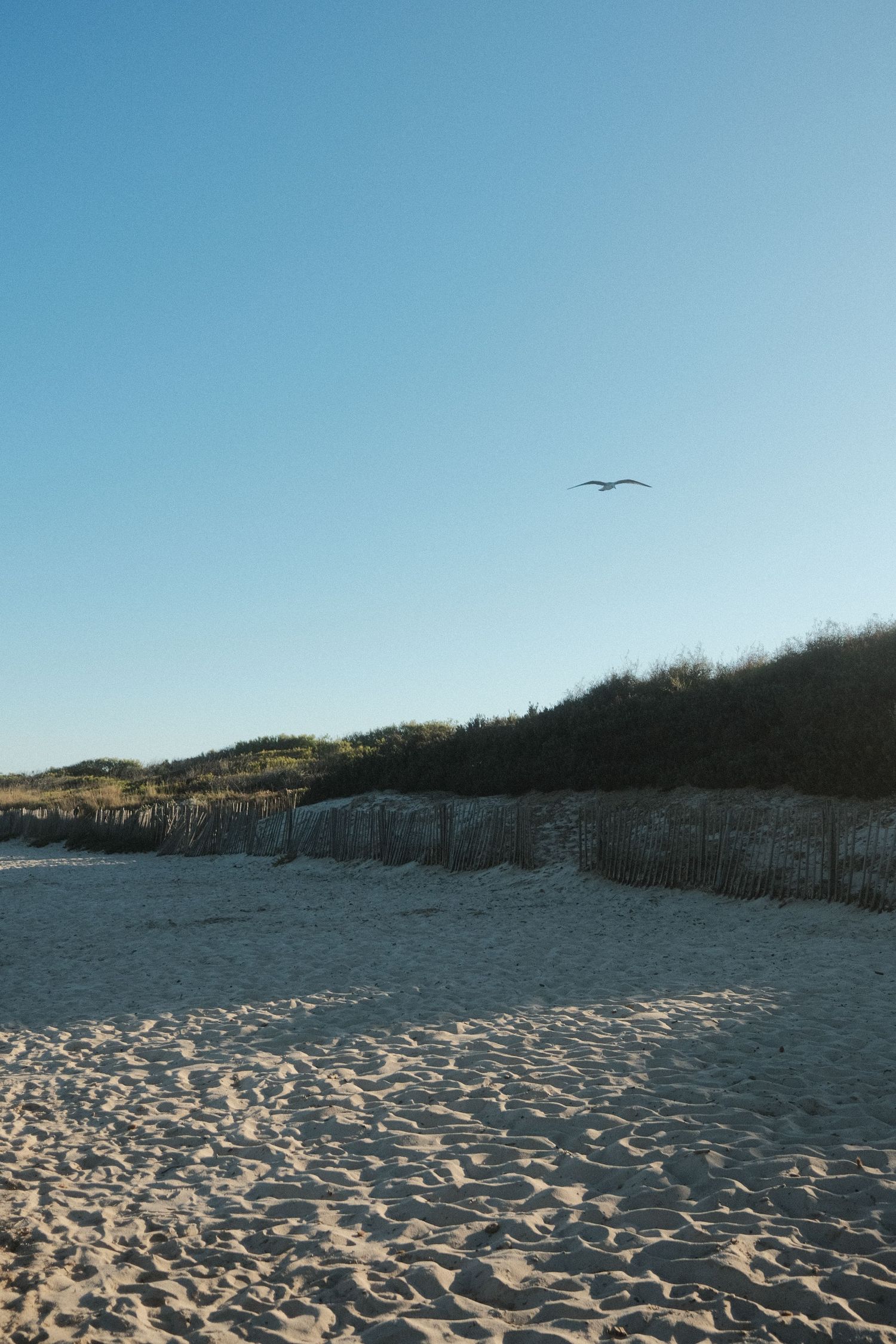 Sandy beach dunes with wooden fences stretching along the coastline against a clear blue sky.