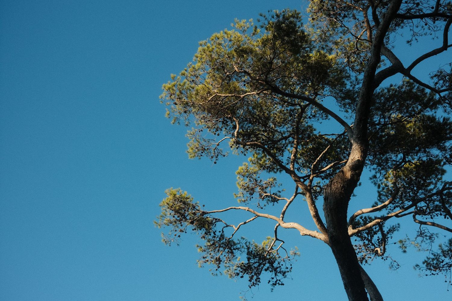 Tree branches silhouetted against bright blue sky creating natural framing.