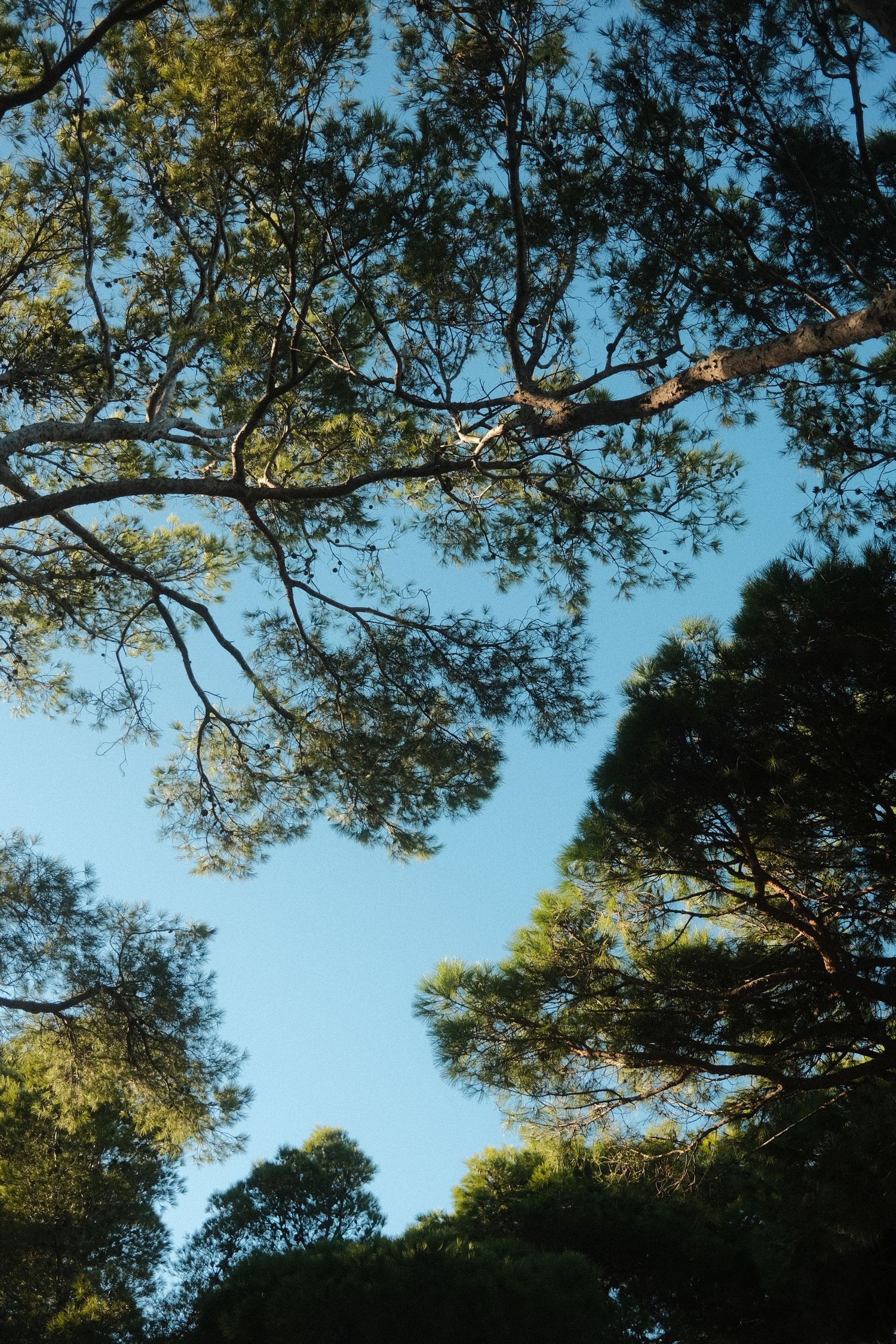 Tree canopy viewed from below against bright blue sky showing leafy branches.