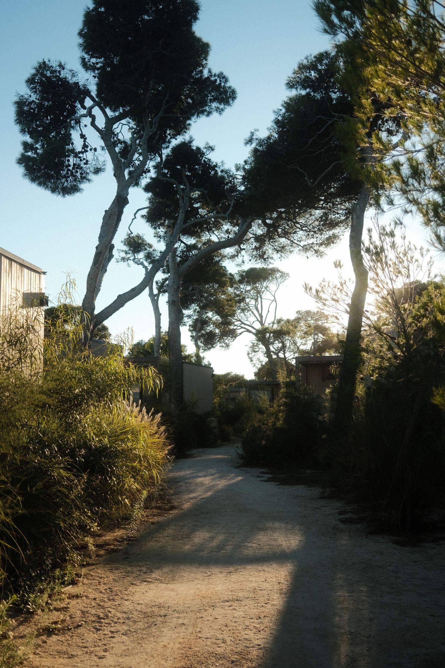 Shaded dirt pathway winding through pine trees and vegetation.