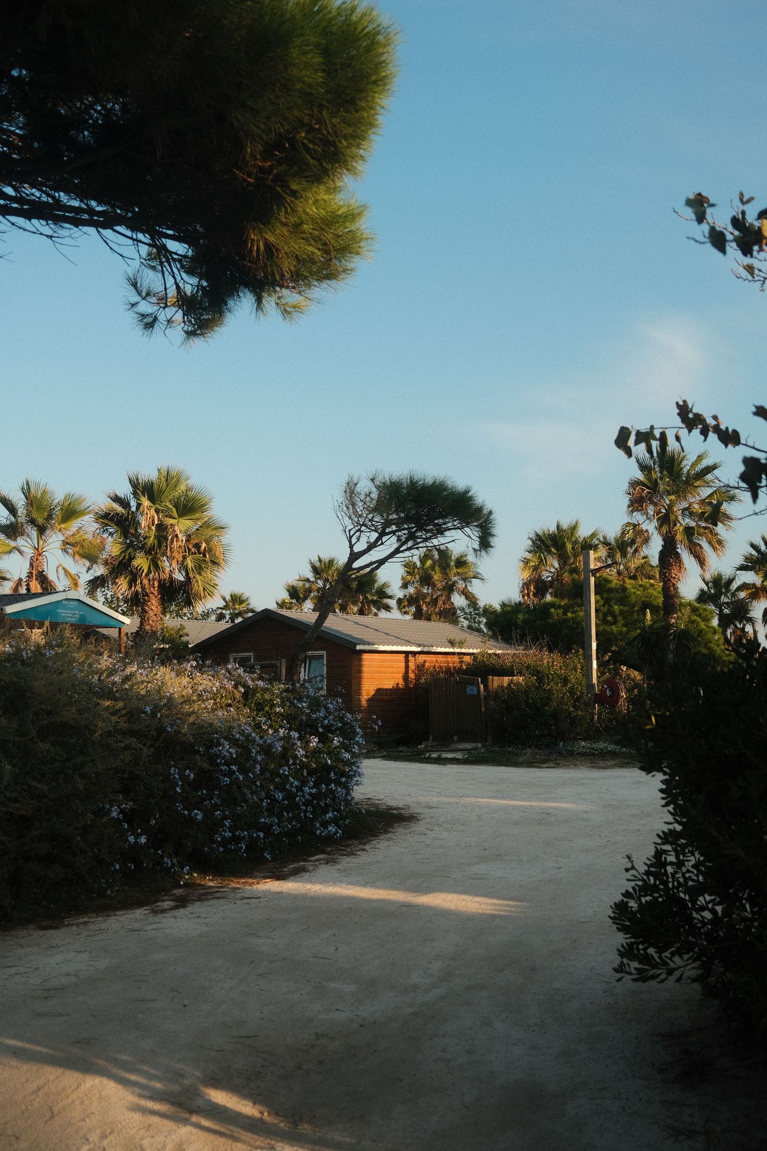 Palm-lined coastal road with buildings at sunset creating golden hour ambiance.