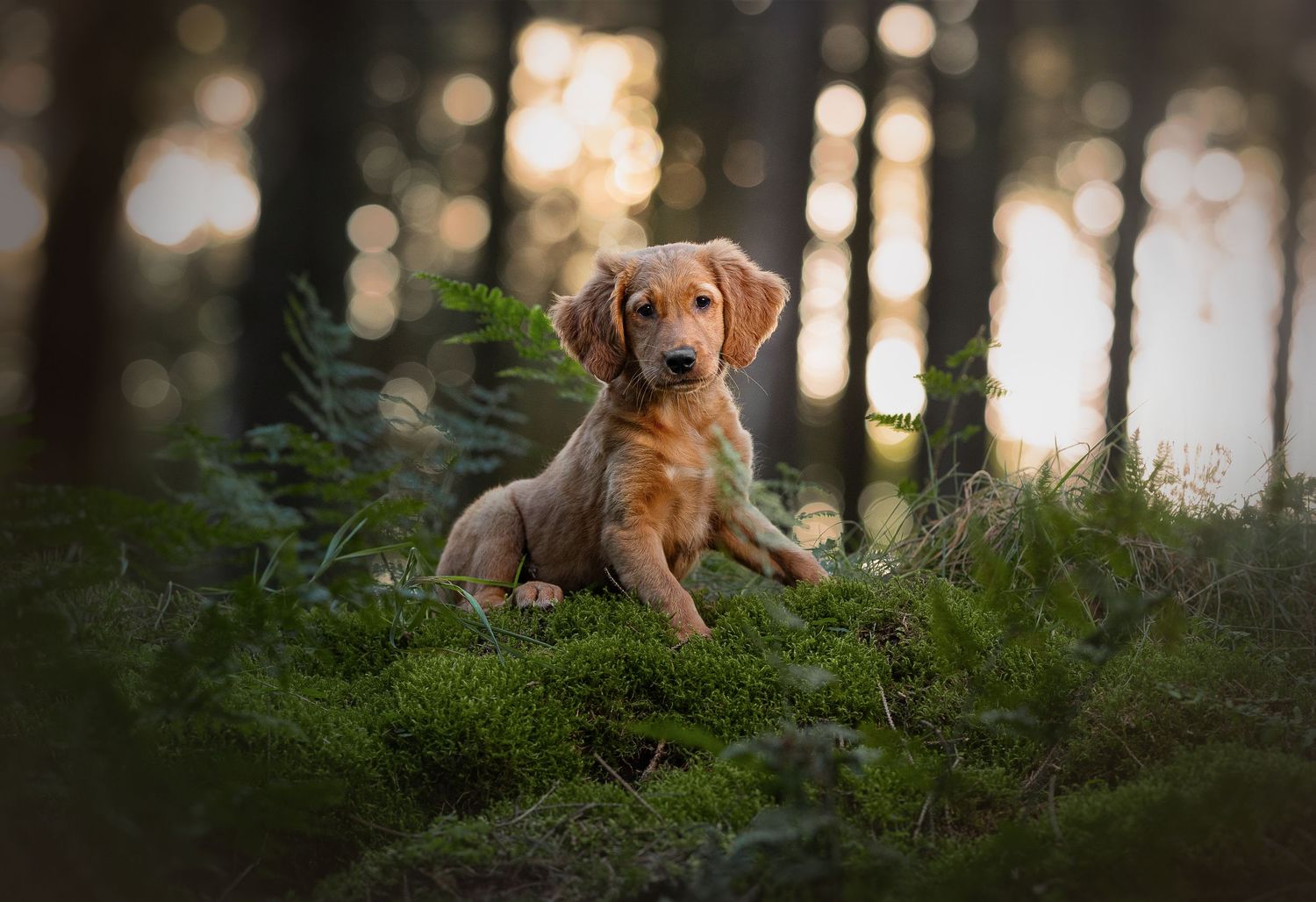Golden retriever puppy rests peacefully in sunlit forest setting.