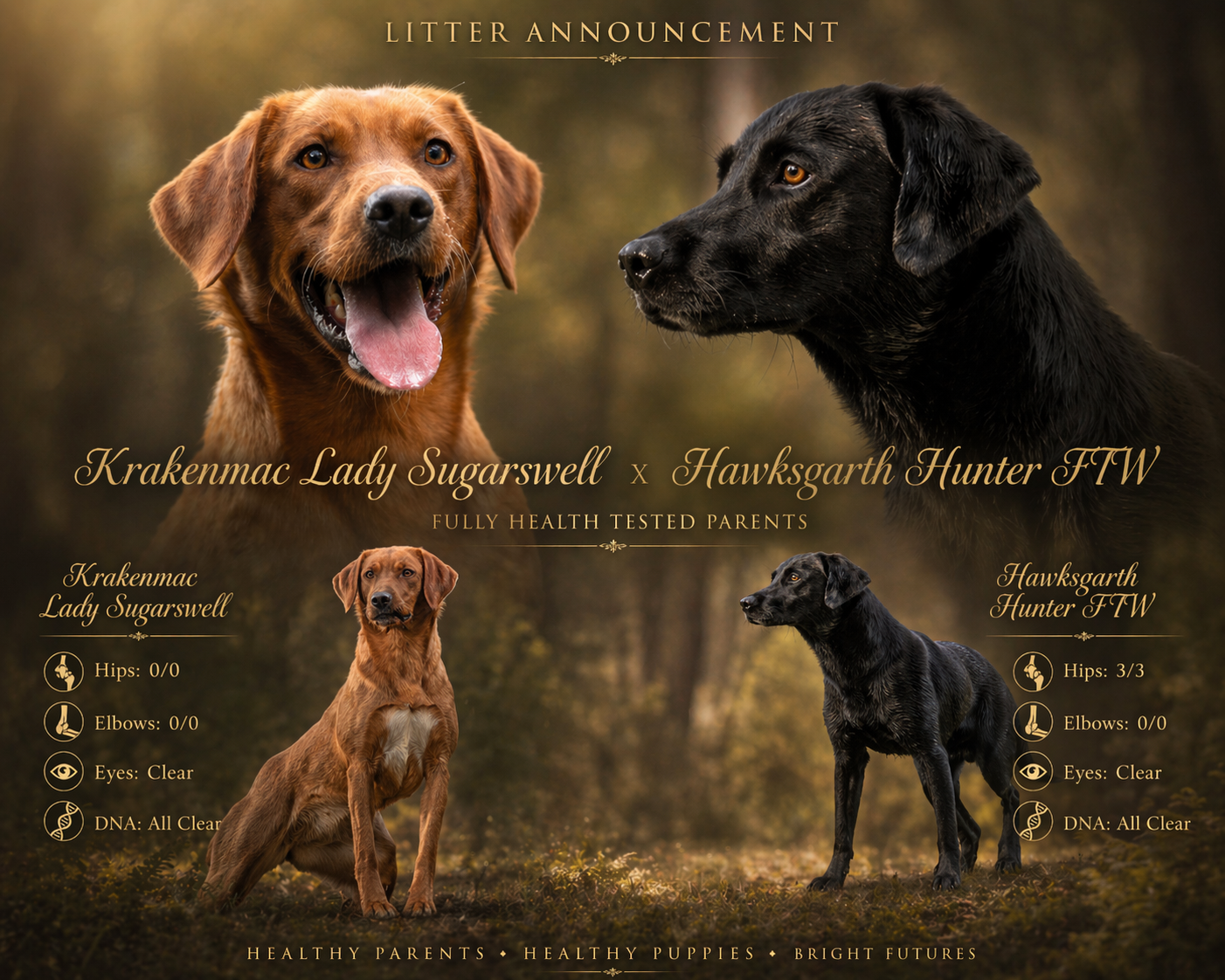 Litter announcement featuring Krakennac Lady Sugarswell and Hawksgarth Hunter FTW, two health-tested Labrador Retriever parents Cheshire
