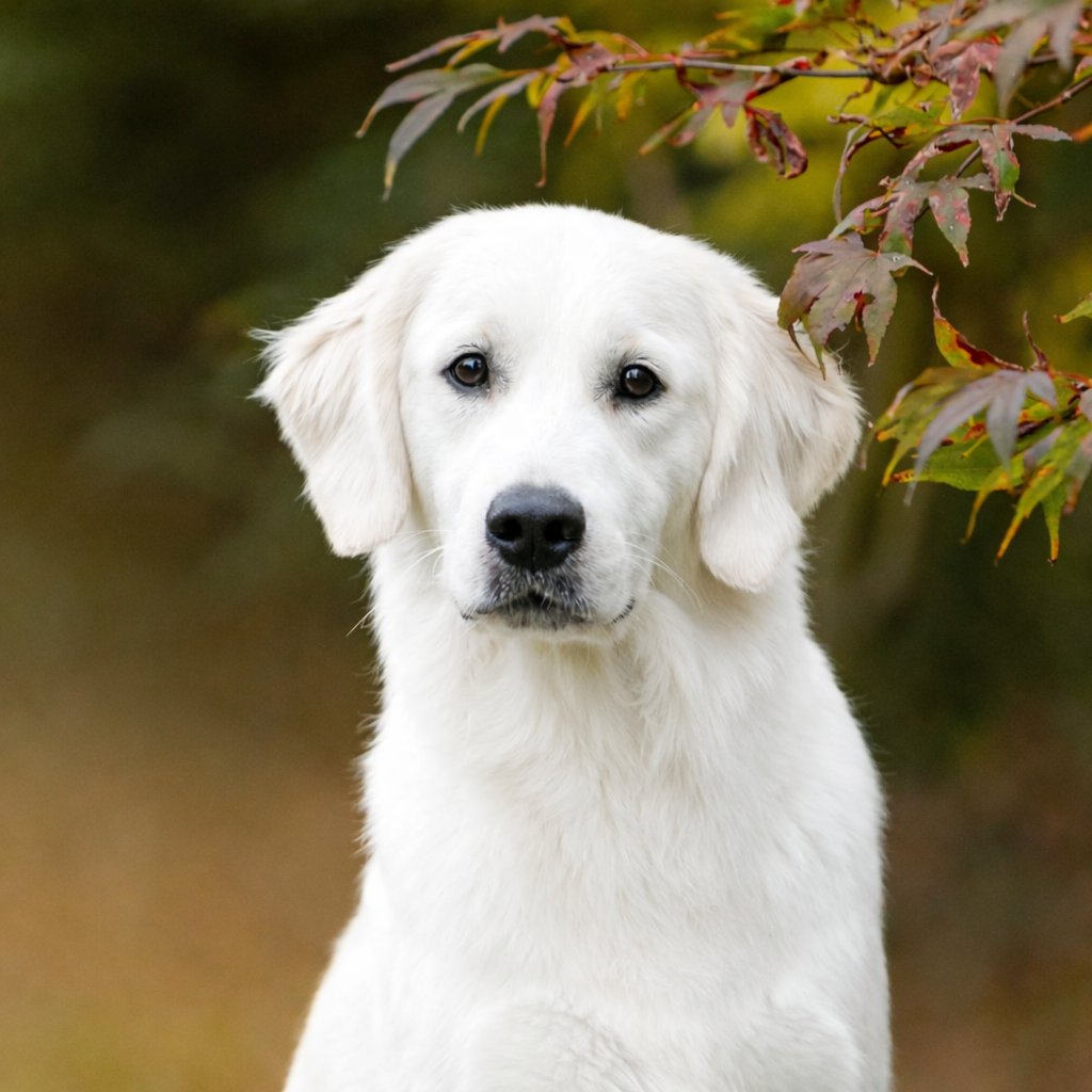 A white Golden Retriever puppy sits outdoors North West England
