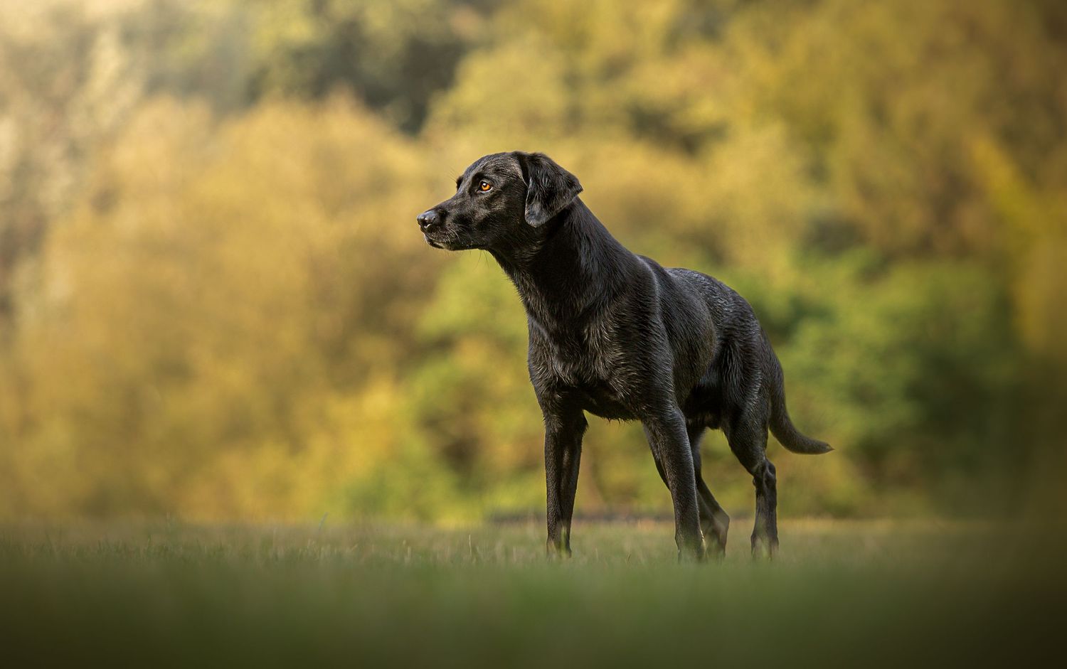 Black dog silhouette standing in golden autumn field.