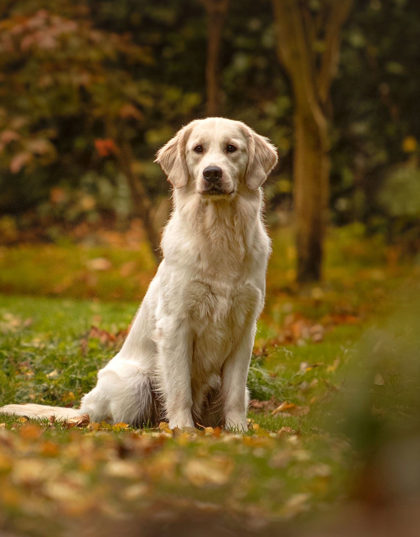 A fluffy white Golden Retriever Runcorn