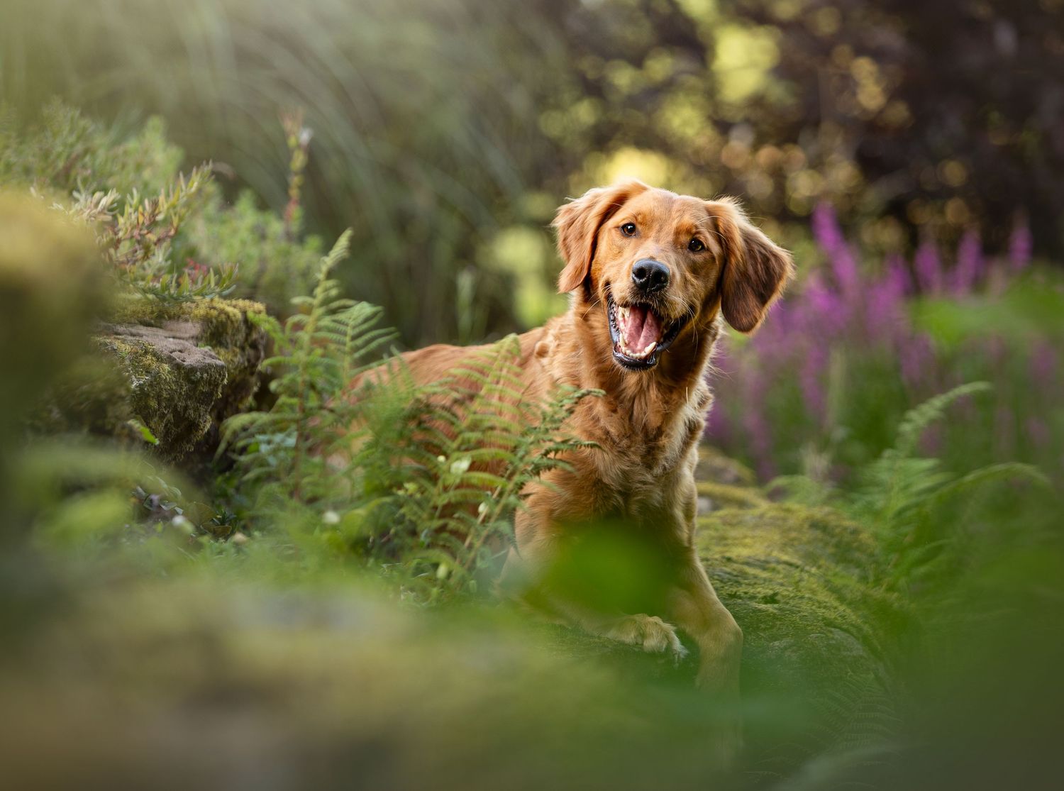 A happy golden retriever sits among lush green ferns and purple wildflowers in a sunlit forest garden Runcorn