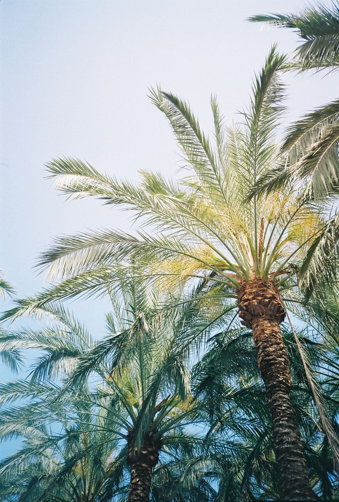 Luxury film photograph of Mediterranean palm trees in Liguria, capturing the timeless coastal atmosphere for destination weddings in Italy.