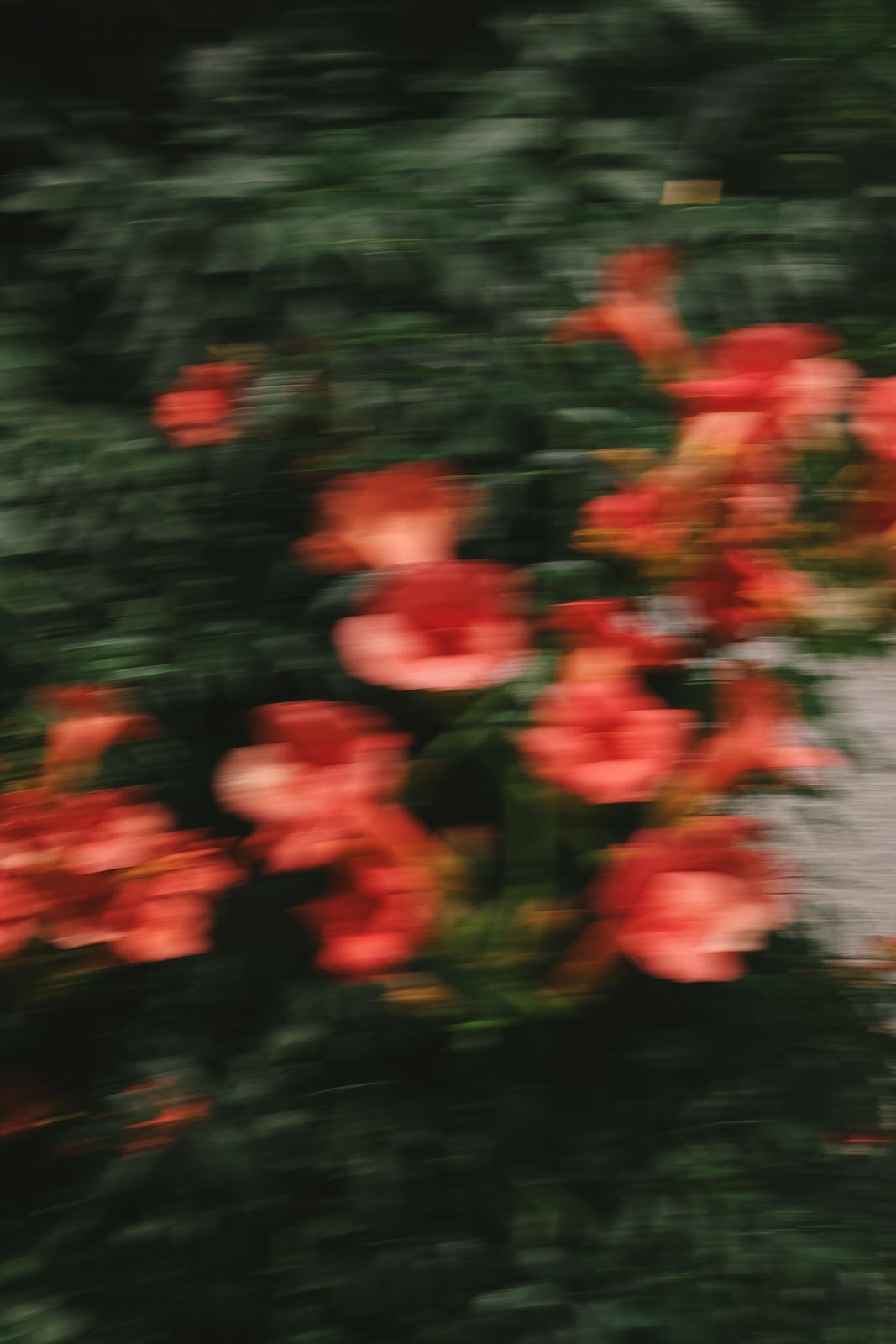 Fine-art film capture of red flowers in motion, symbolizing the romantic Mediterranean atmosphere of Liguria.
