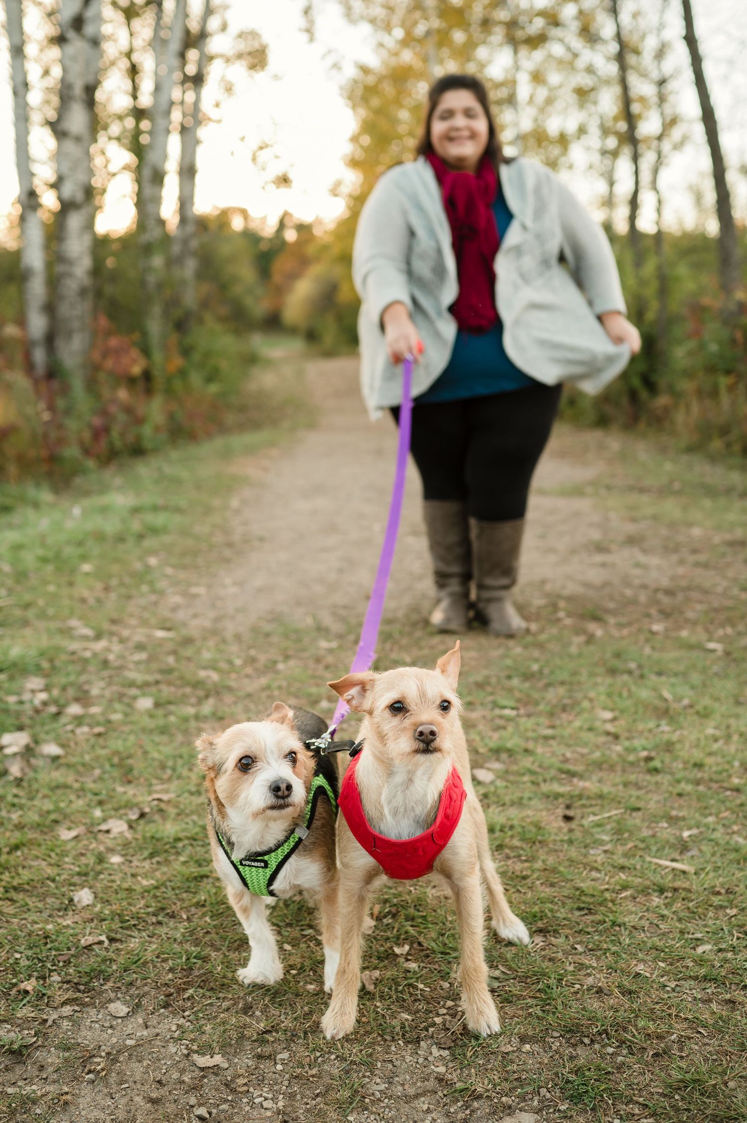 Two small dogs in harnesses leading person on walking trail through autumn woods.